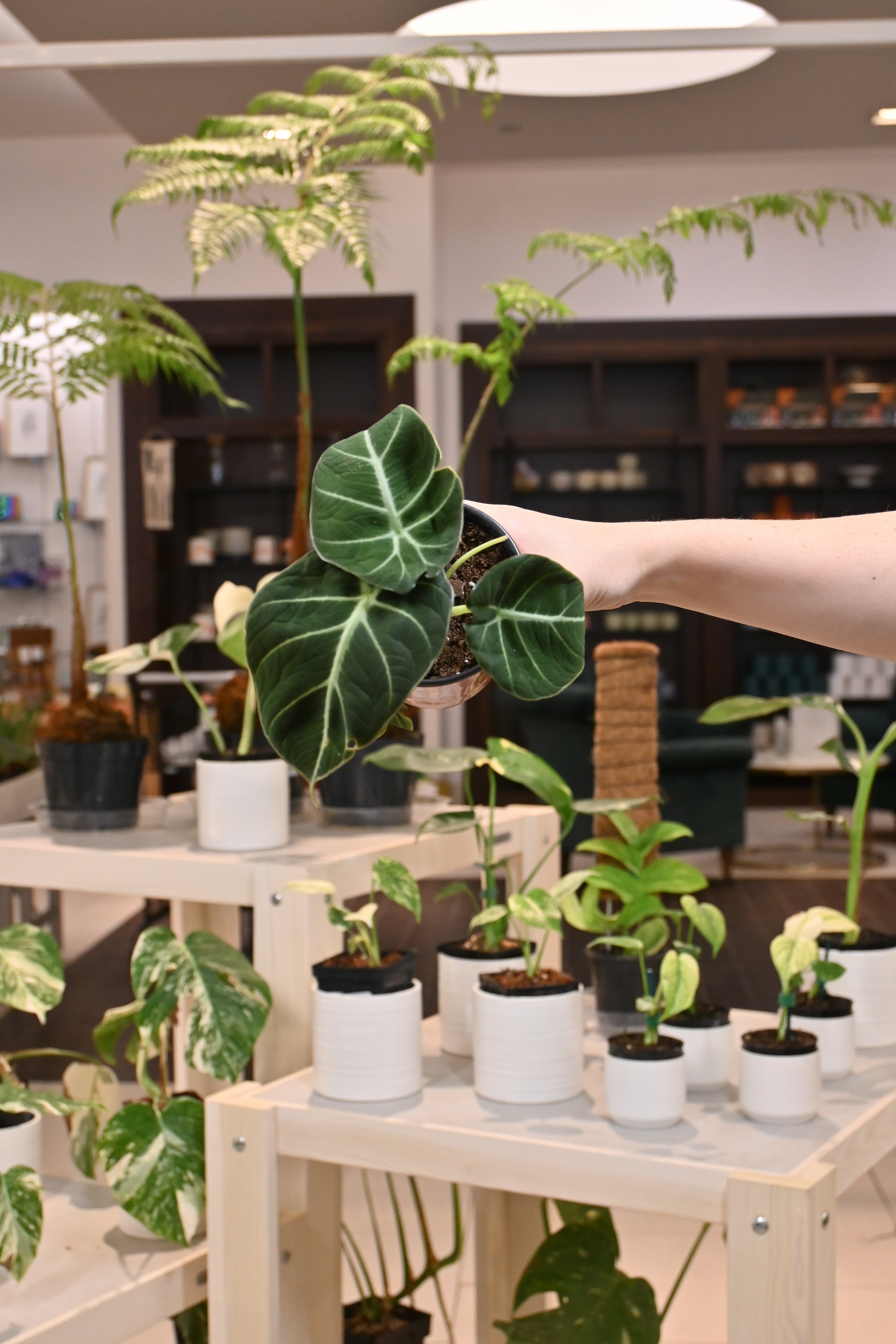Alocasia Black Velvet