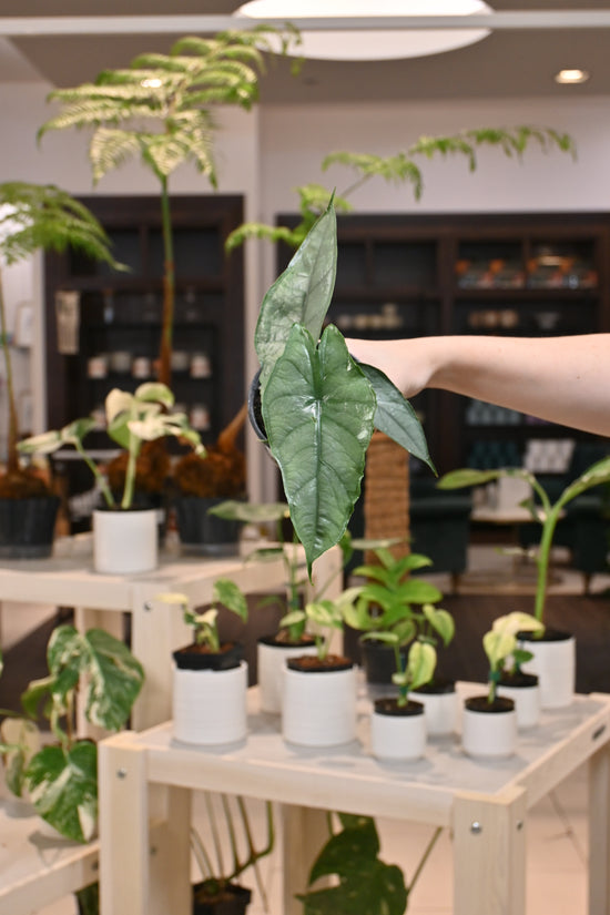 Alocasia Heterophylla Dragon&