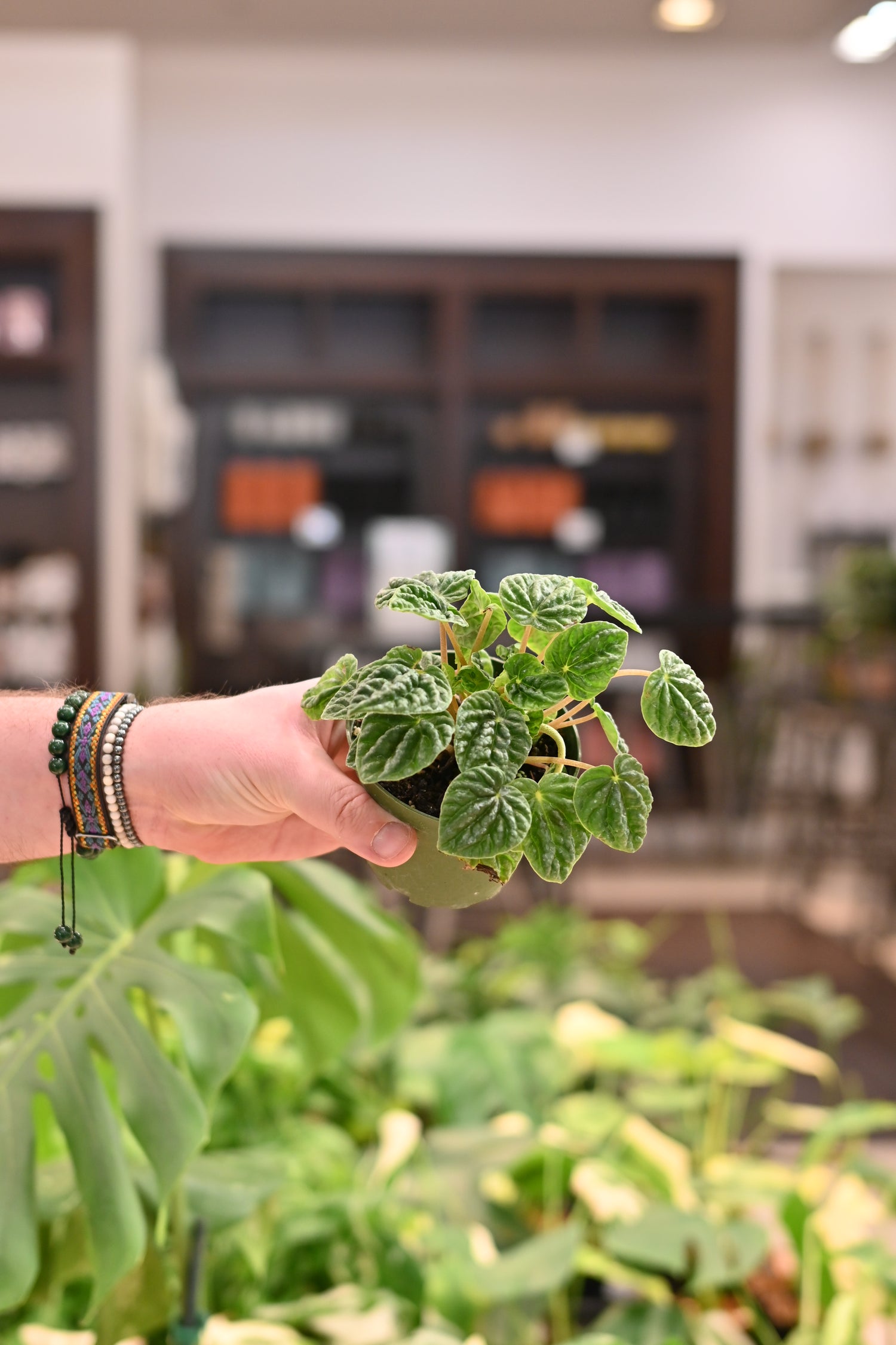 Peperomia Ripple Green