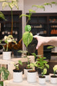 Mint Monstera Large Form
