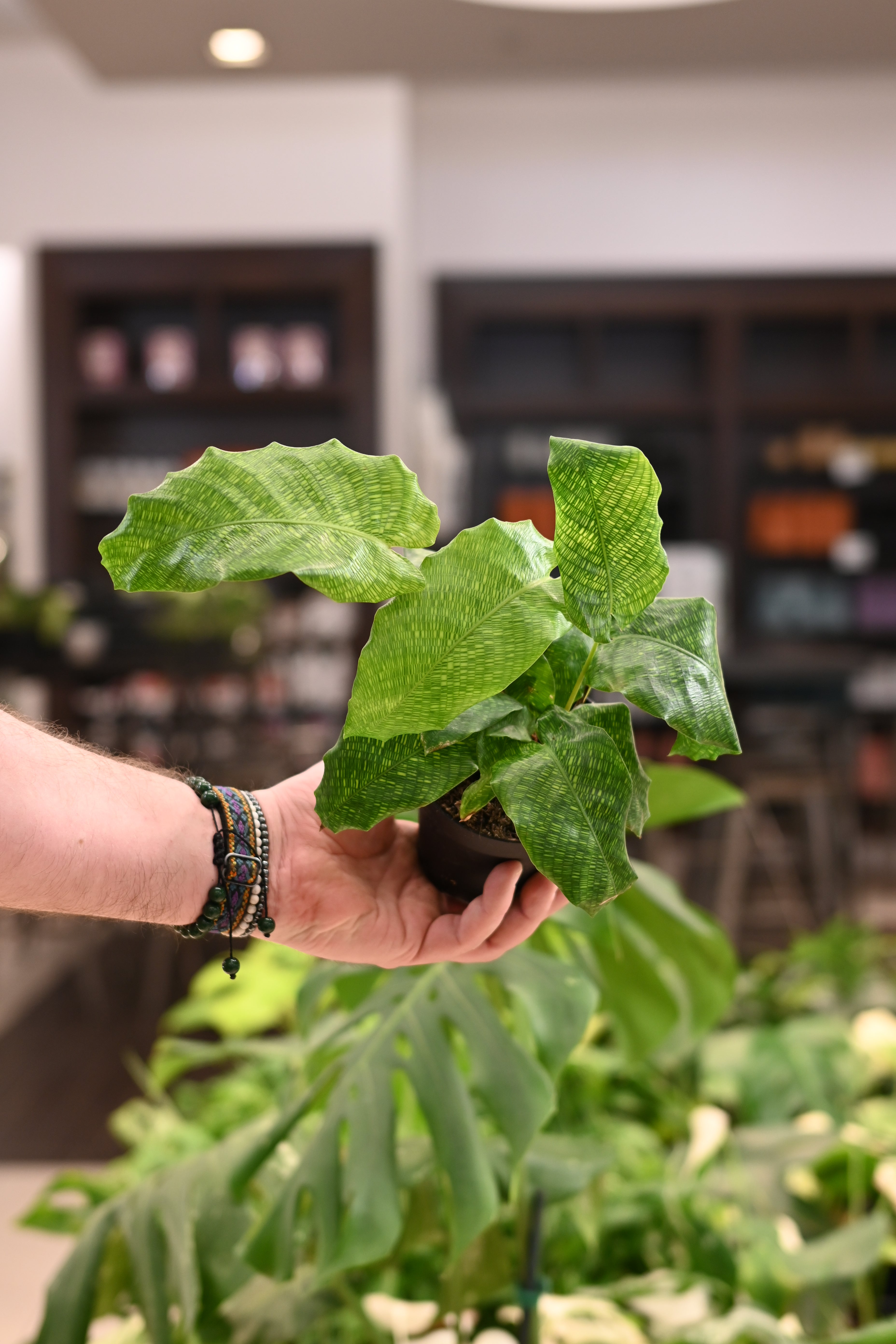 Calathea Network