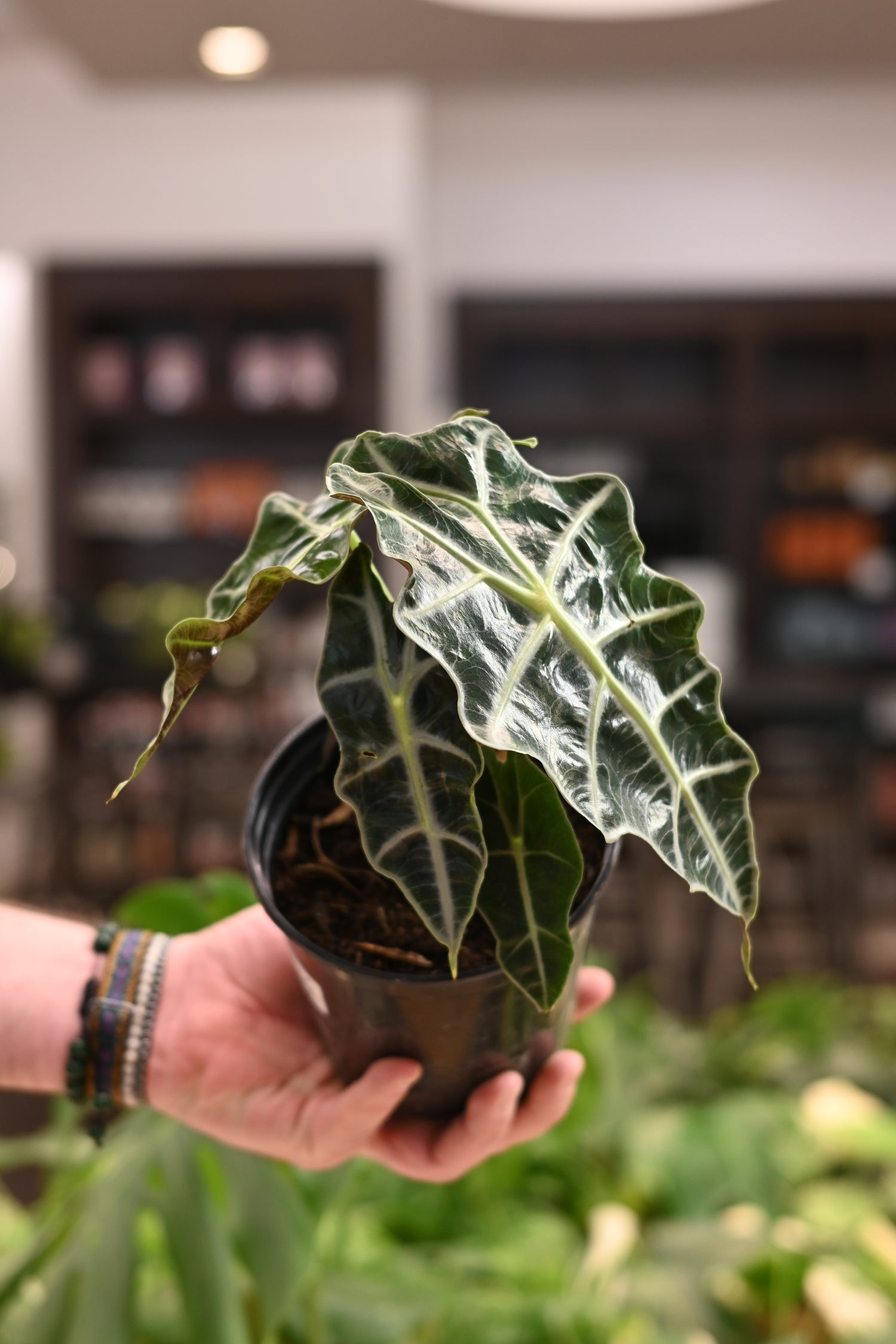 Alocasia Polly