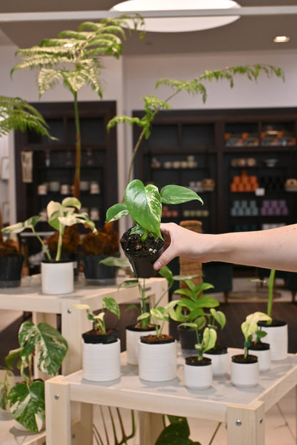 Monstera Albo