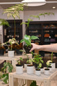 Monstera Albo