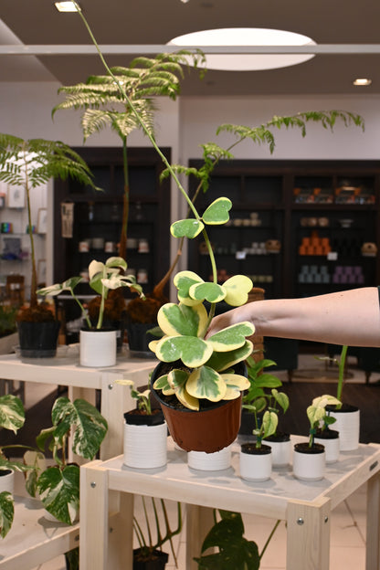 Hoya Kerrii Outer Variegation