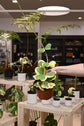 Hoya Kerrii Outer Variegation