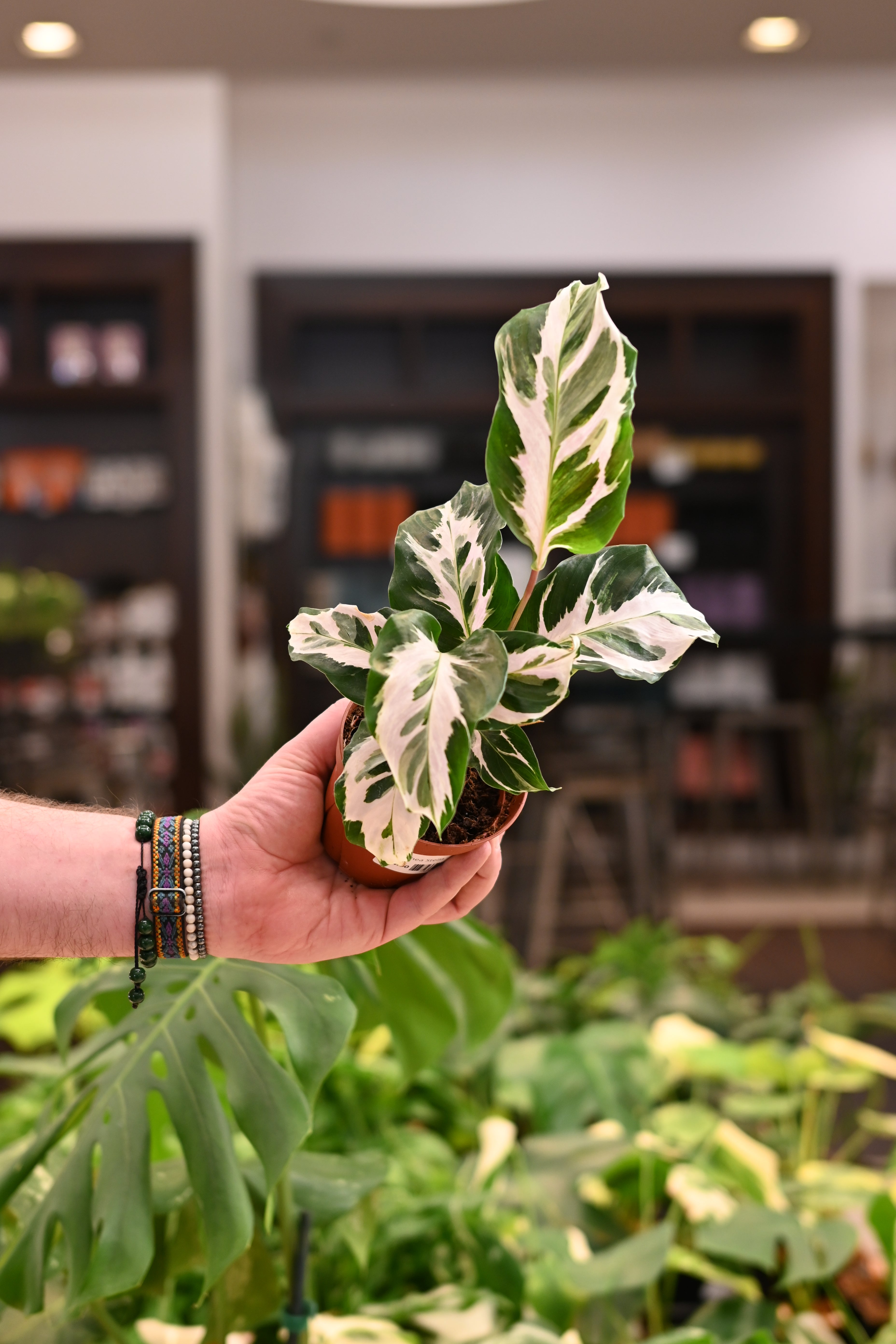 Calathea Stella