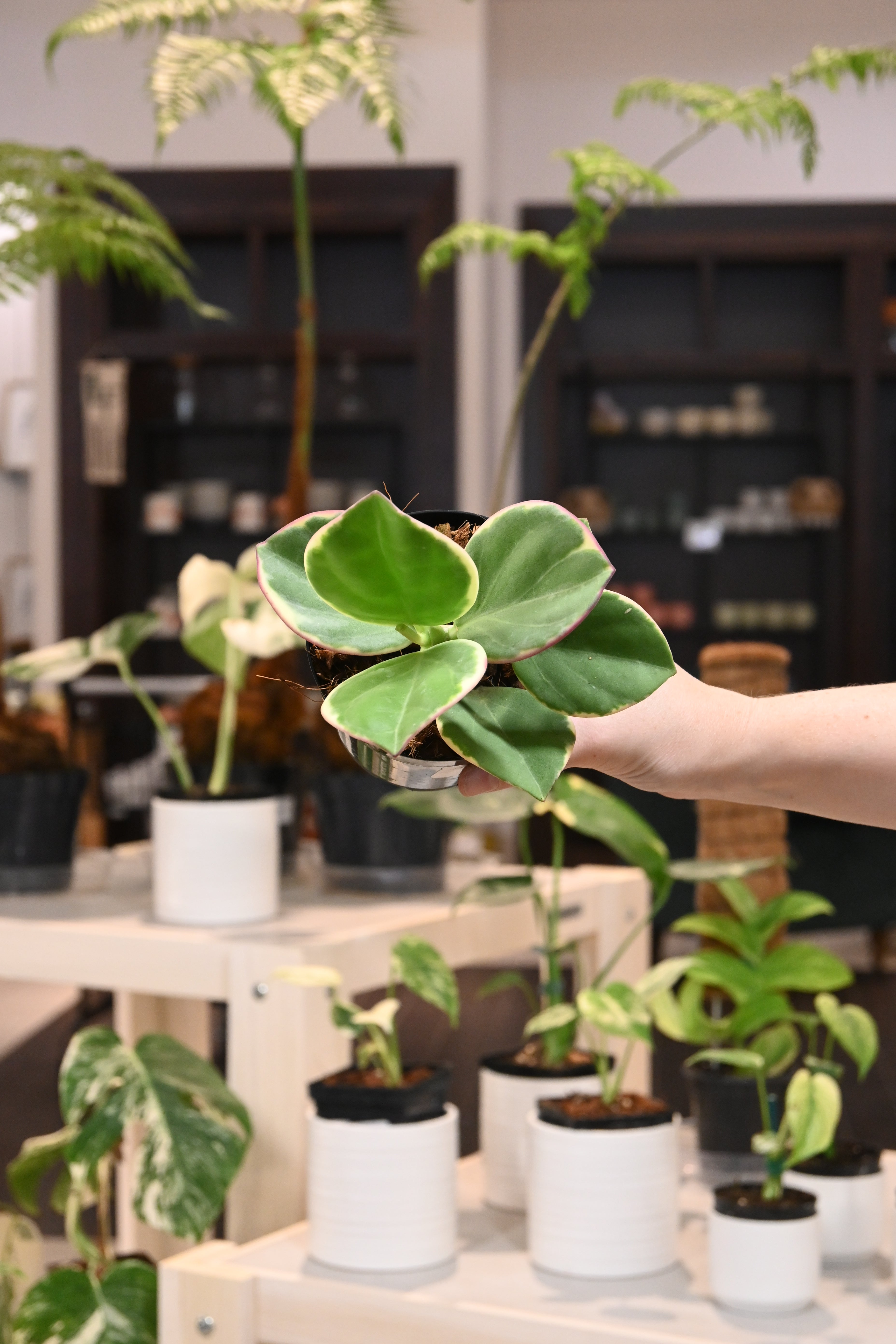 Hoya Pachyclada Outer Variegation