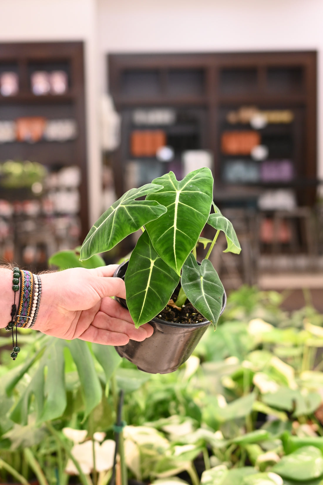 Alocasia Frydek