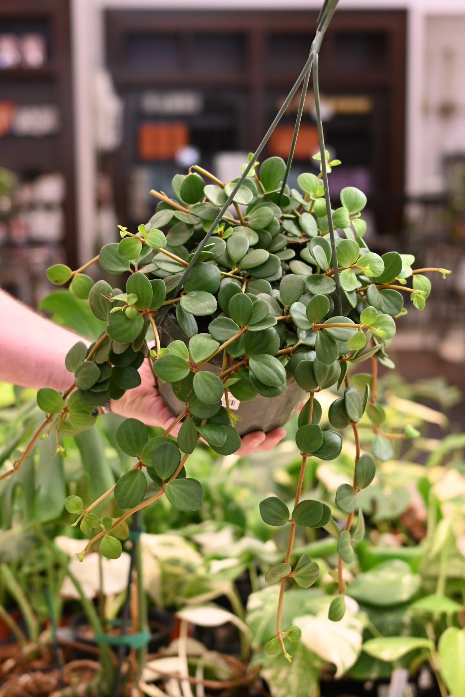 Peperomia Hope