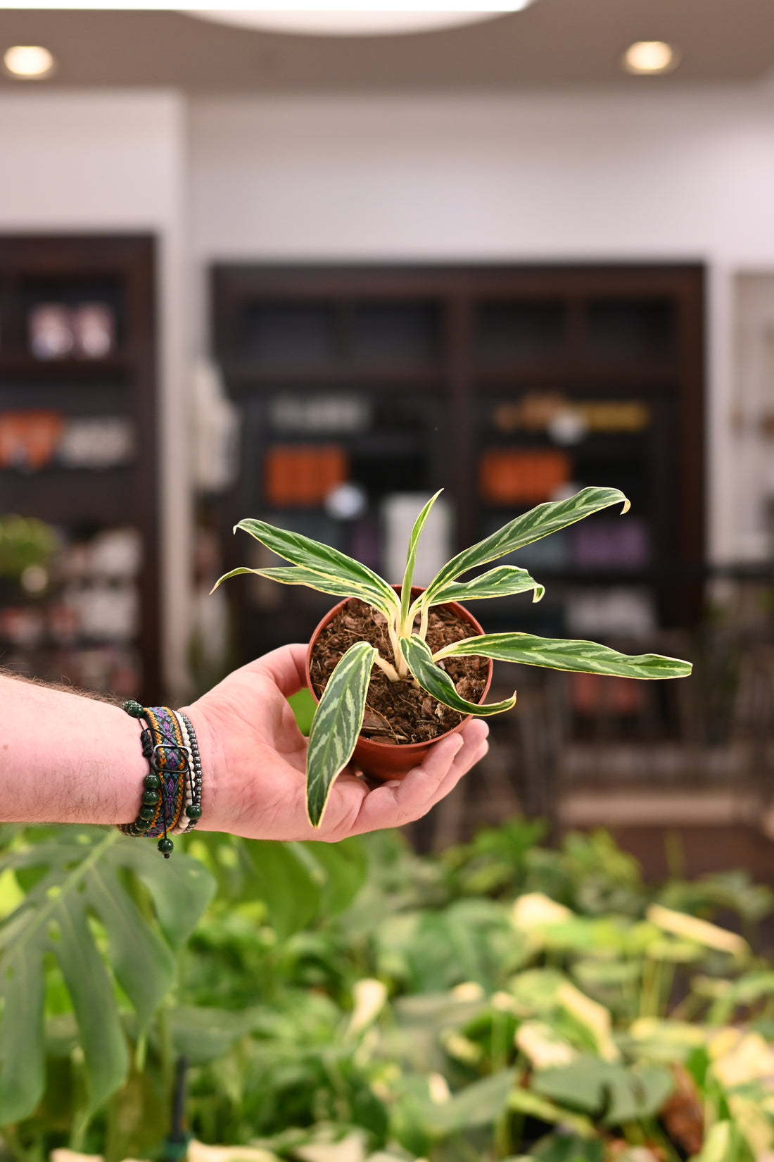 aglaonema bamboo care Aglaonema Bamboo – Lost in the Forrest