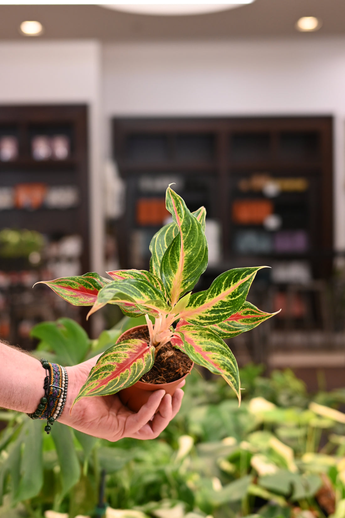 Aglaonema Red Panama