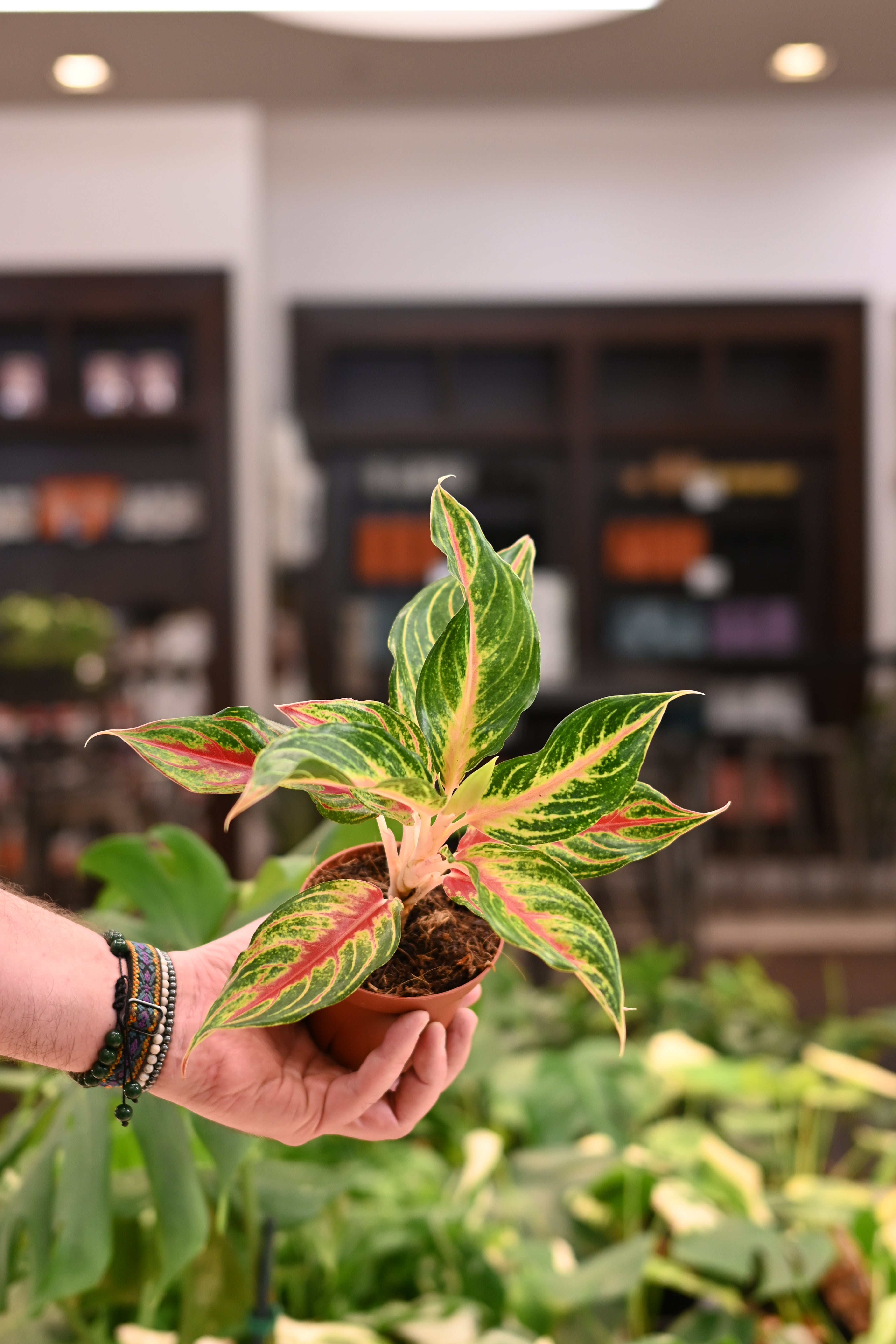 Aglaonema Red Panama