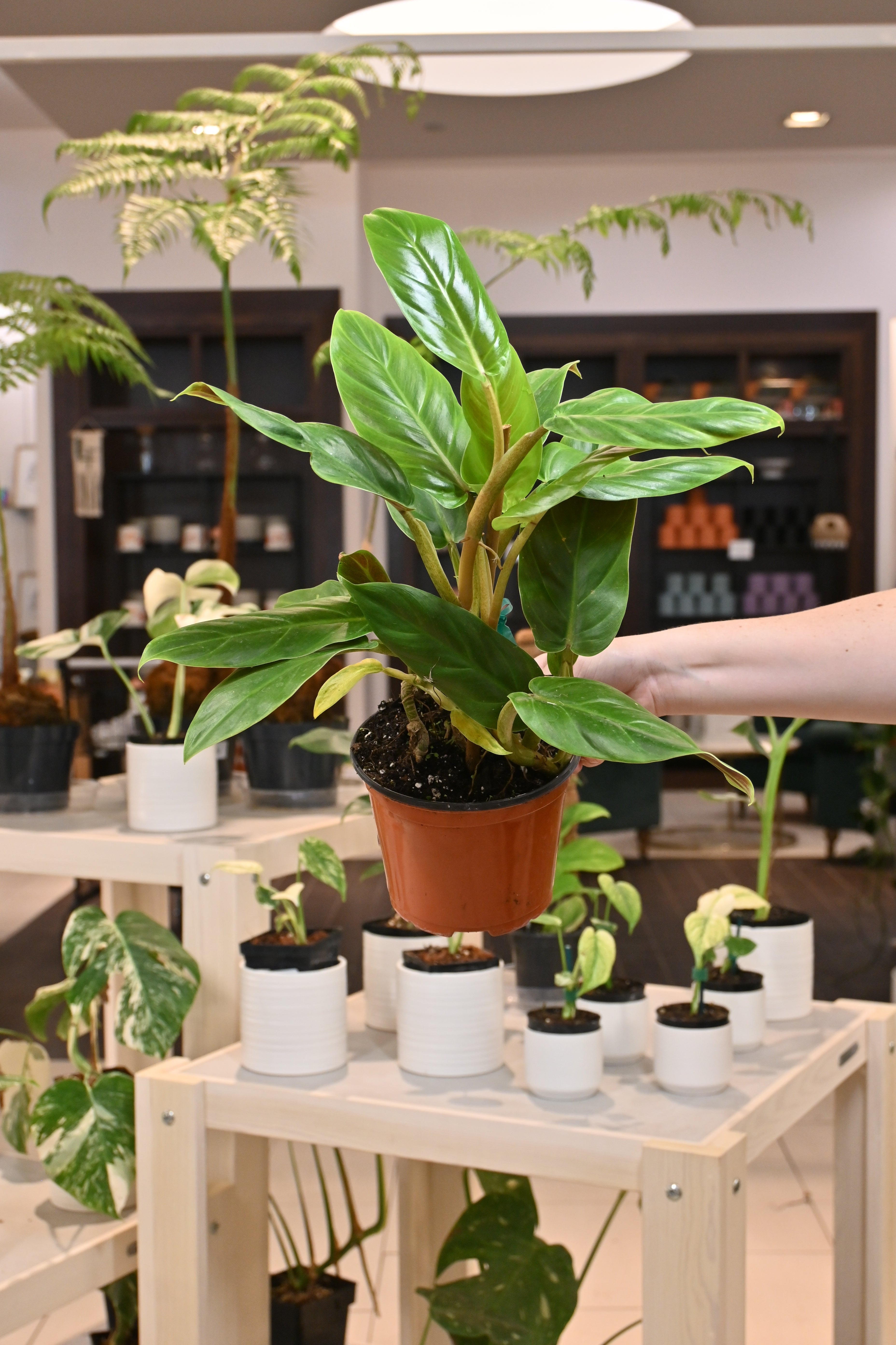 Philodendron Subhastatum