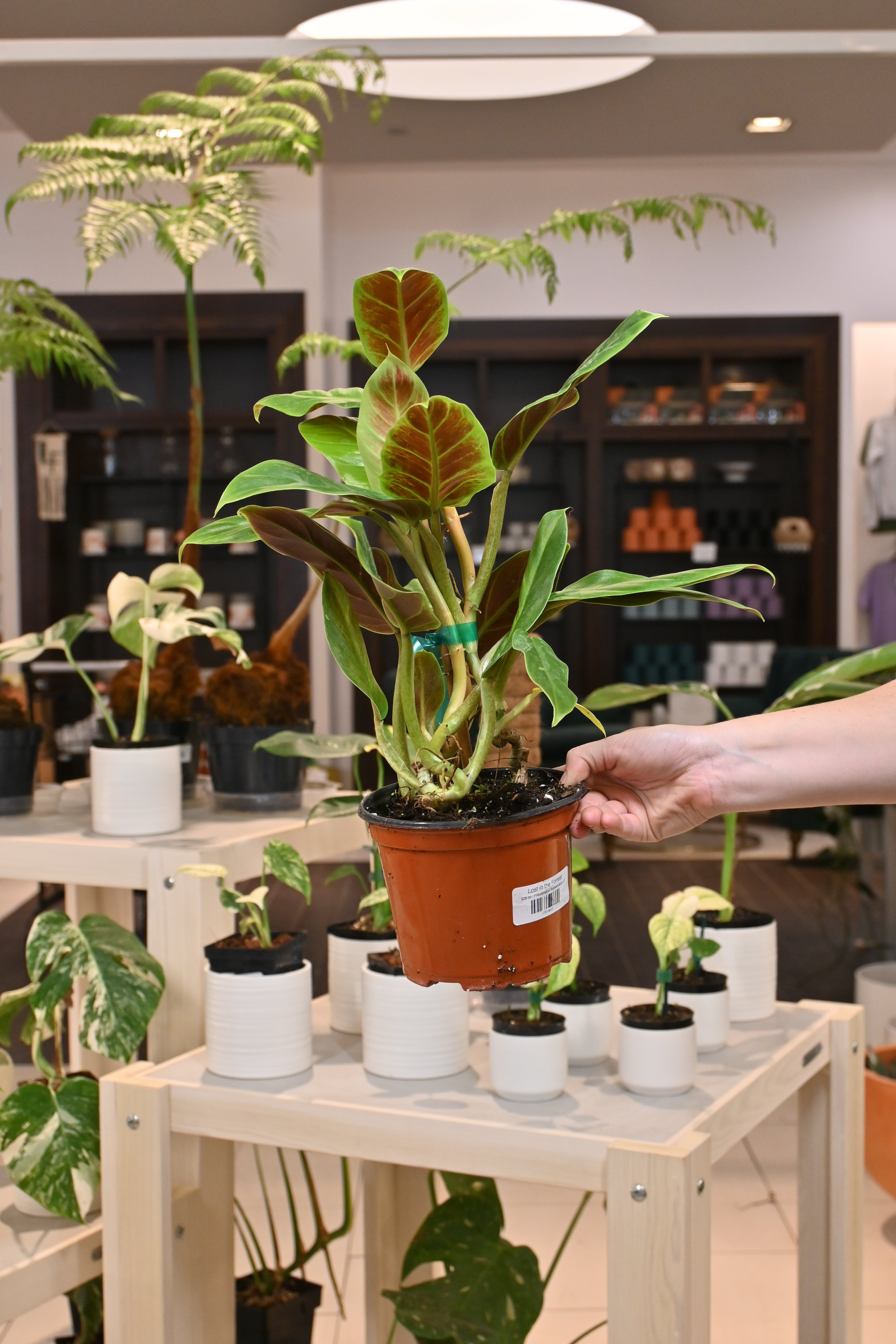 Philodendron Subhastatum