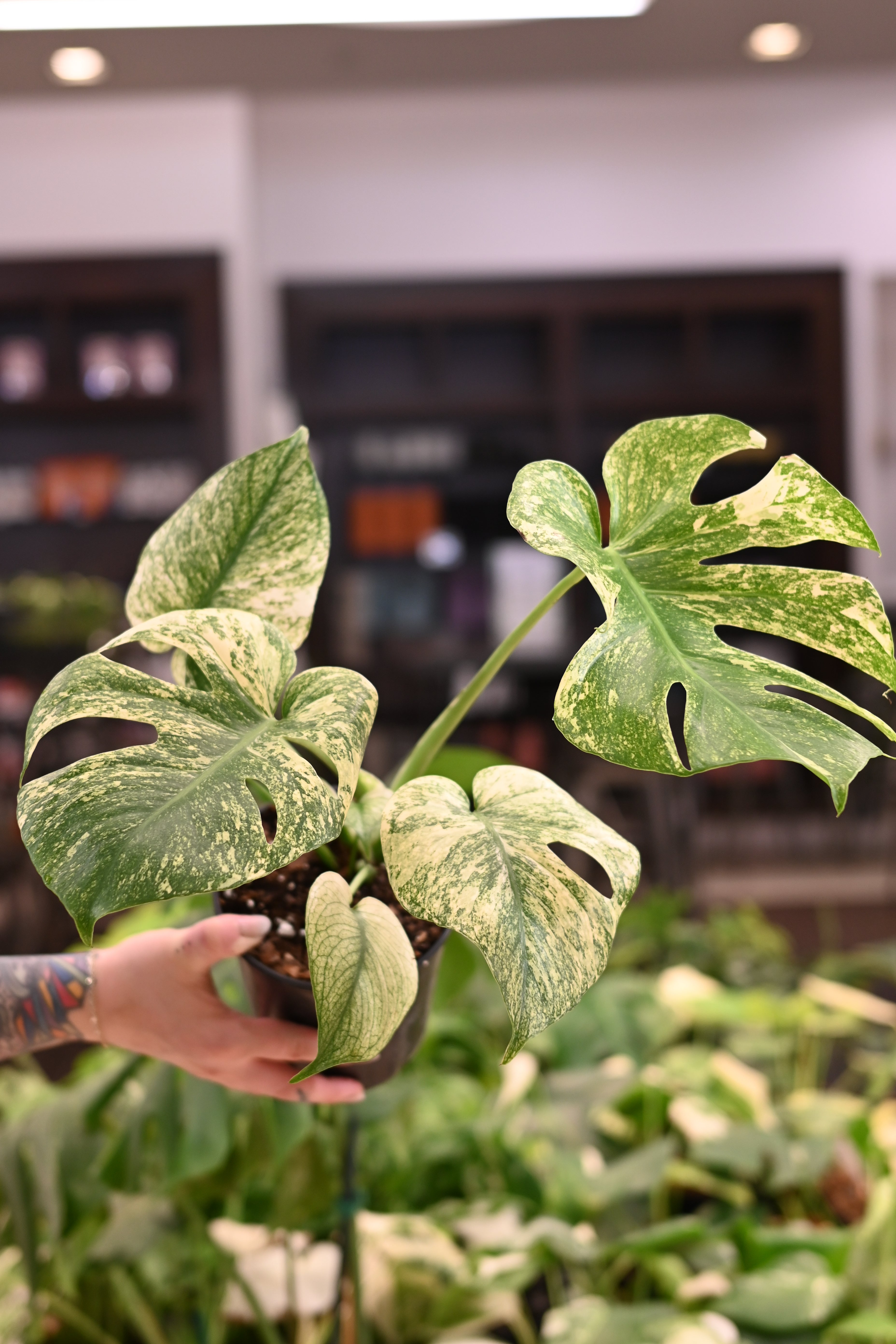 Mint Monstera White Monster