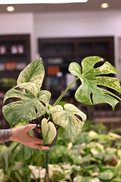Mint Monstera White Monster