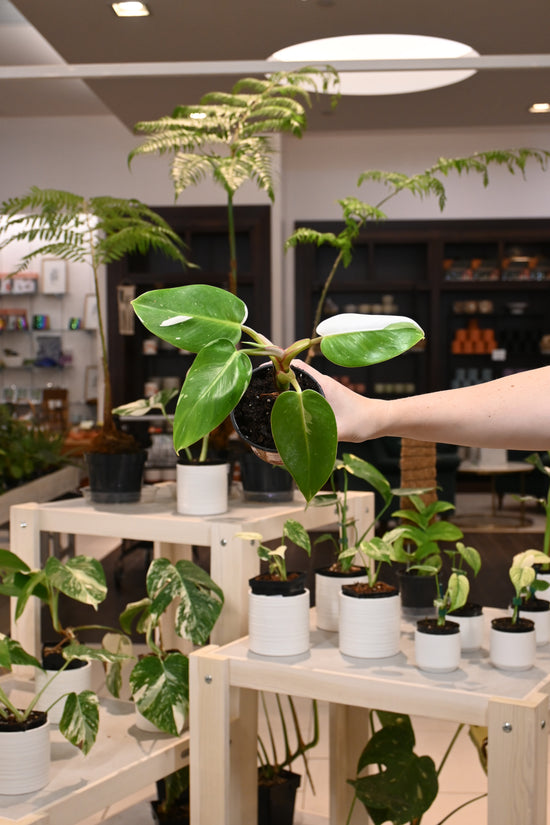 Philodendron White Princess
