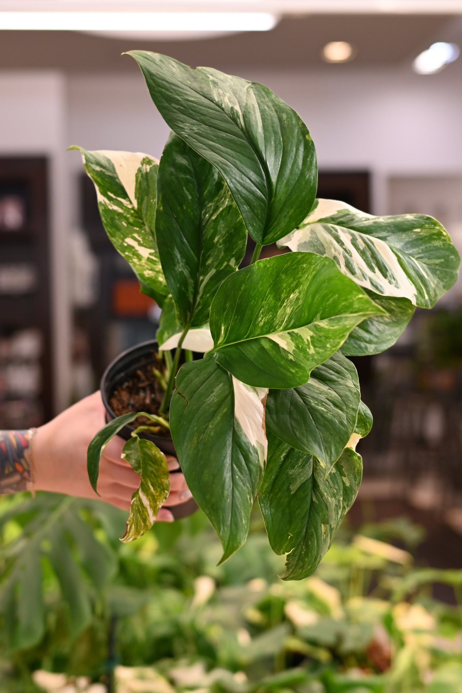 Monstera Lechleriana Variegated