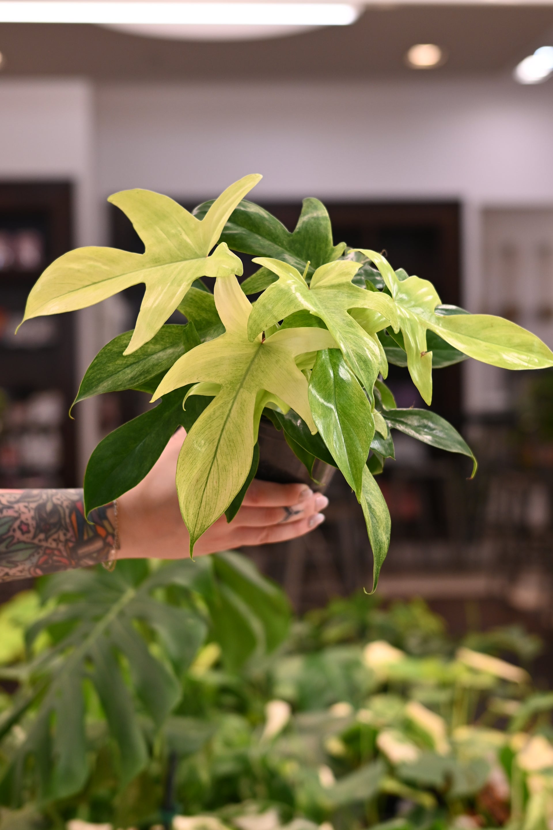 mint philodendron florida ghost Philodendron Florida Ghost – Lost in the Forrest