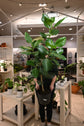 Ficus Audrey