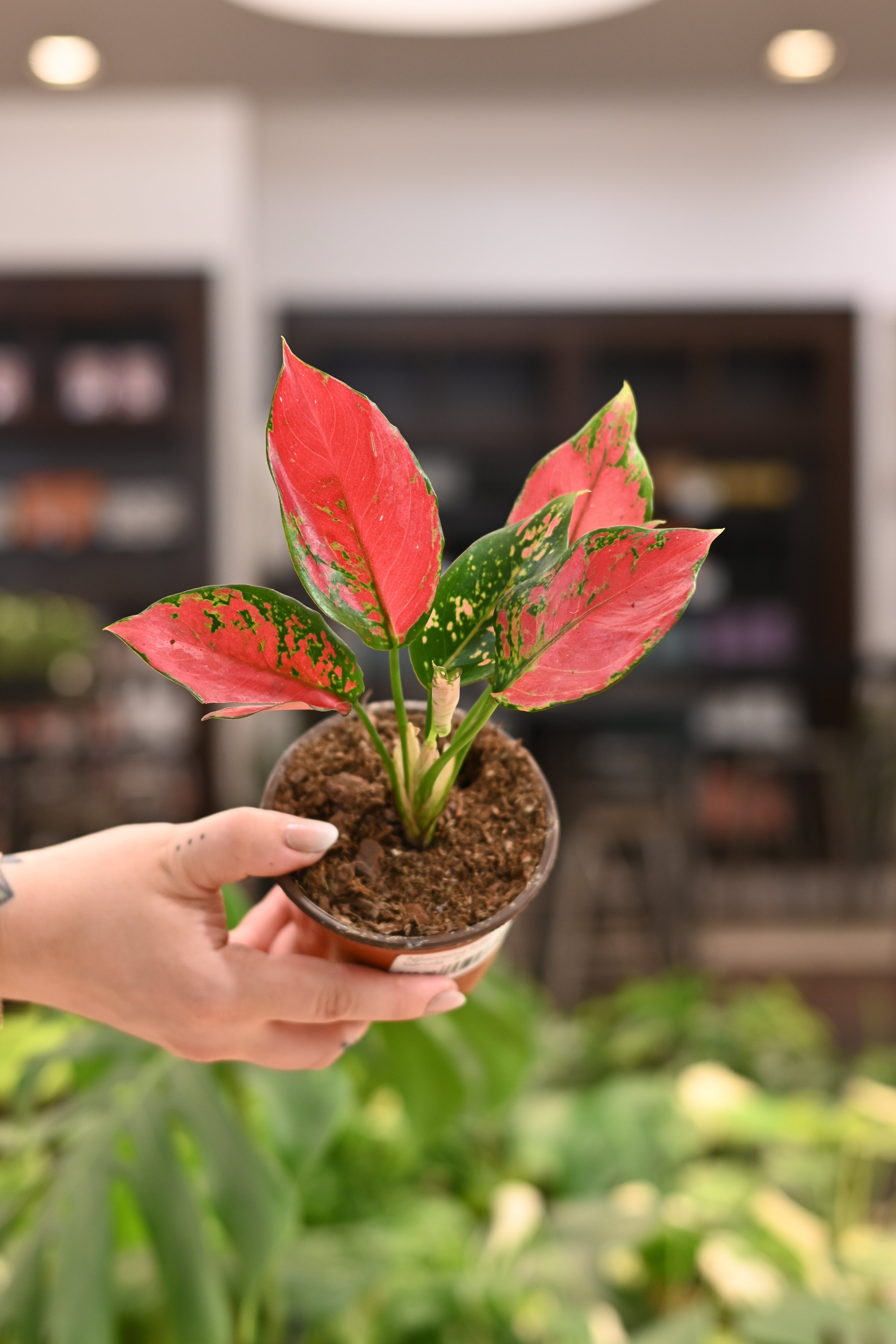 Aglaonema Ruby Garuda