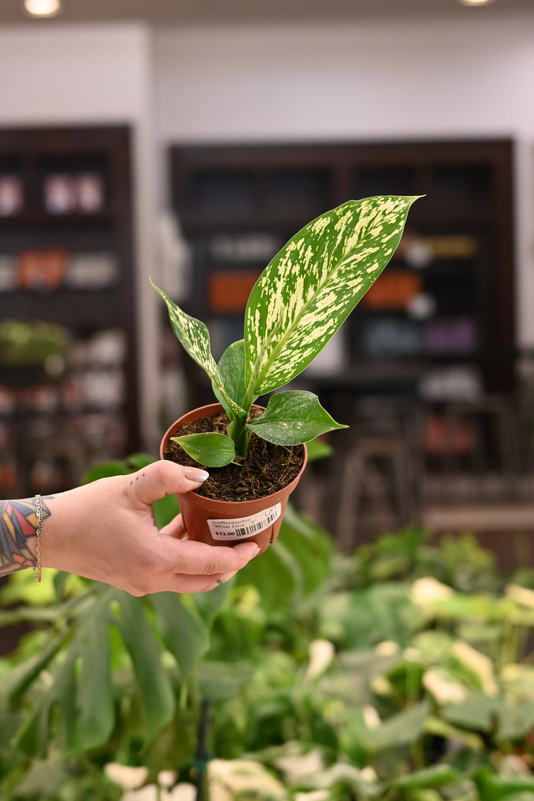 Dieffenbachia &
