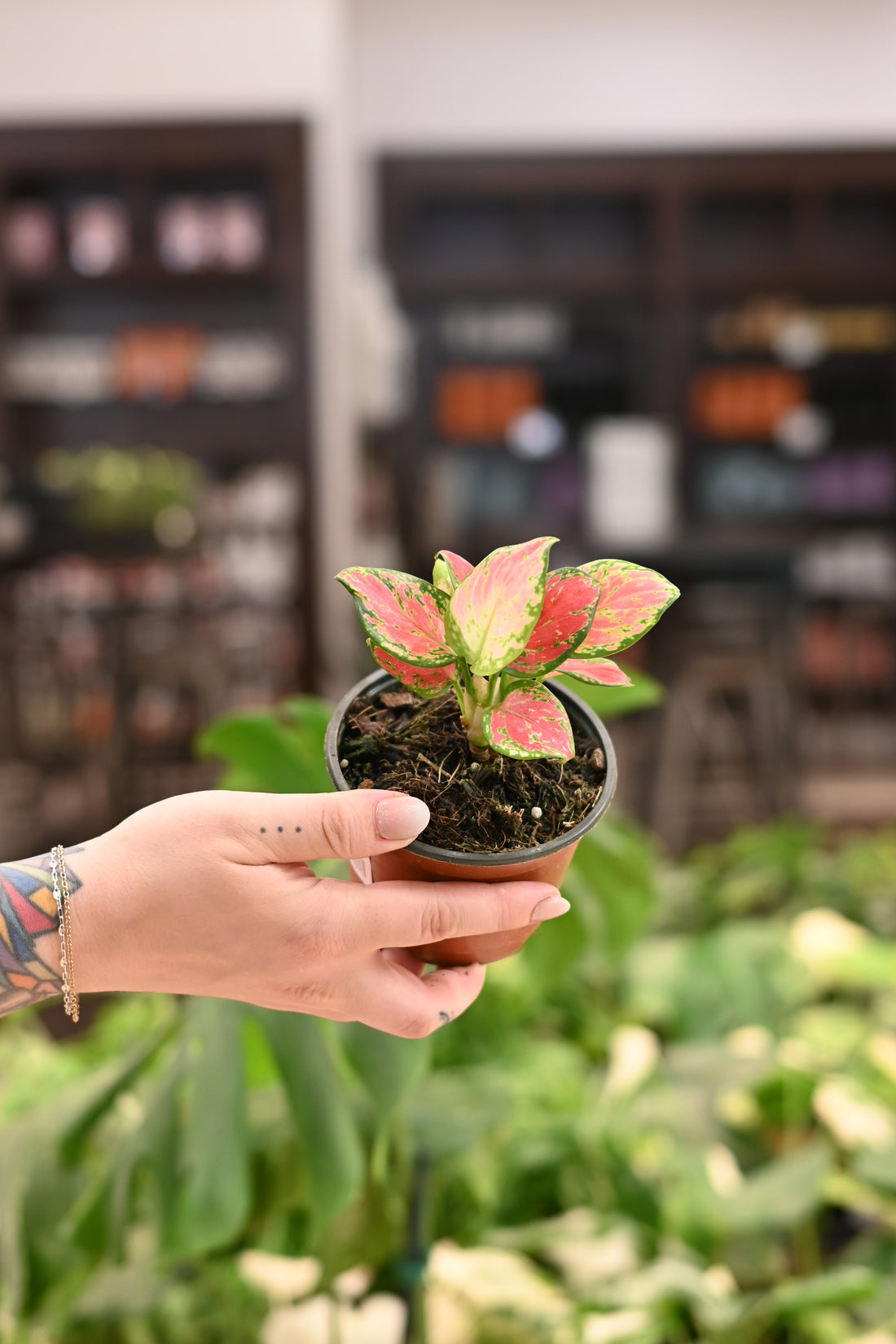 Aglaonema Ruby