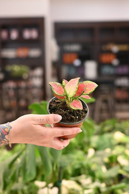 Aglaonema Ruby
