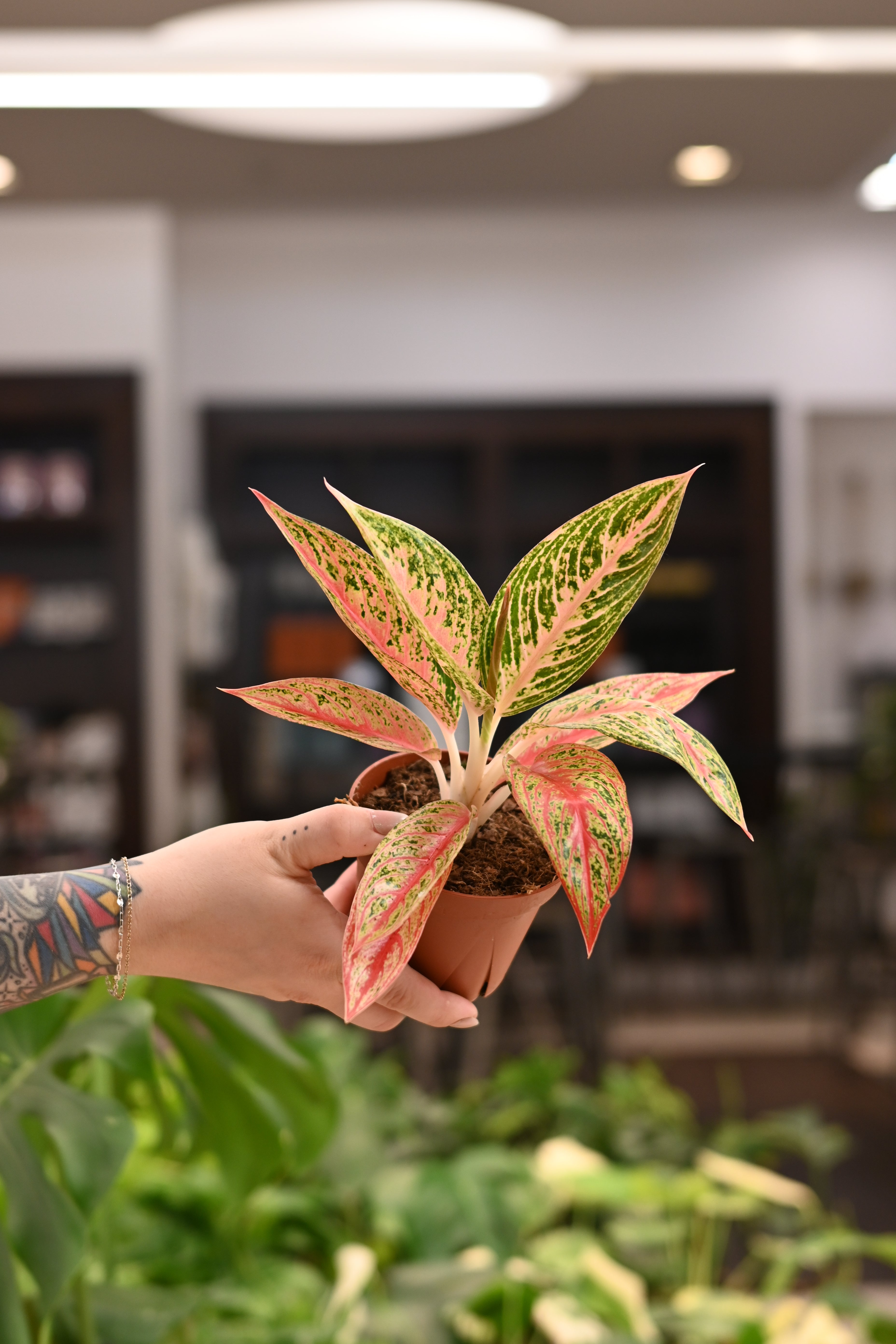 Aglaonema Legacy Red