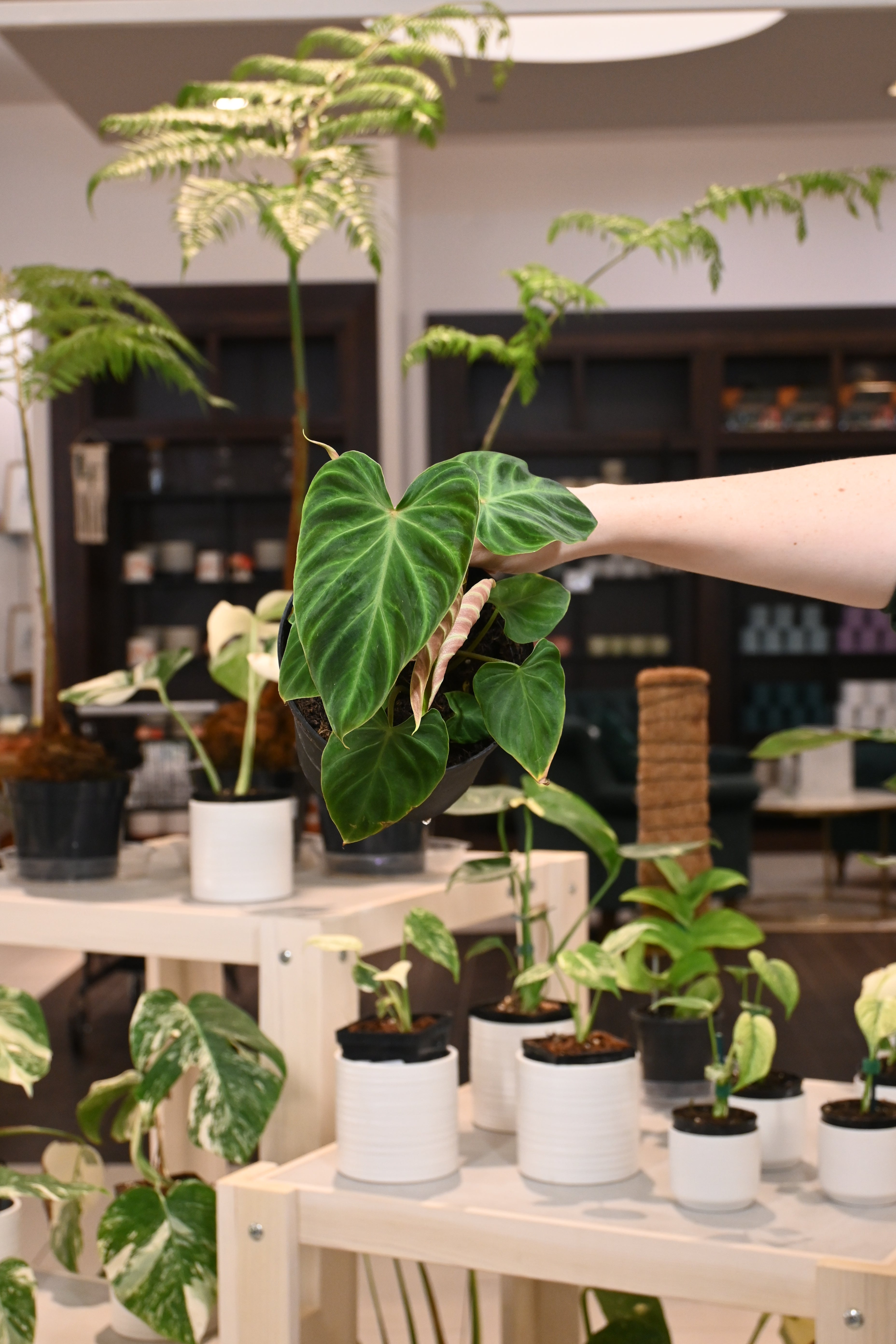 Philodendron Verrucosum