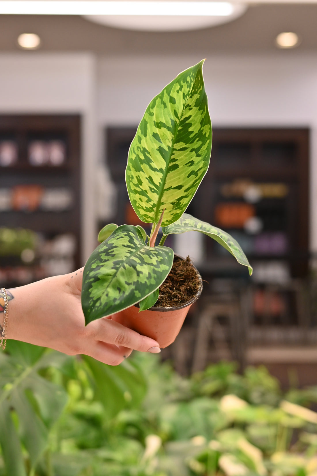 Homalomena Camouflage