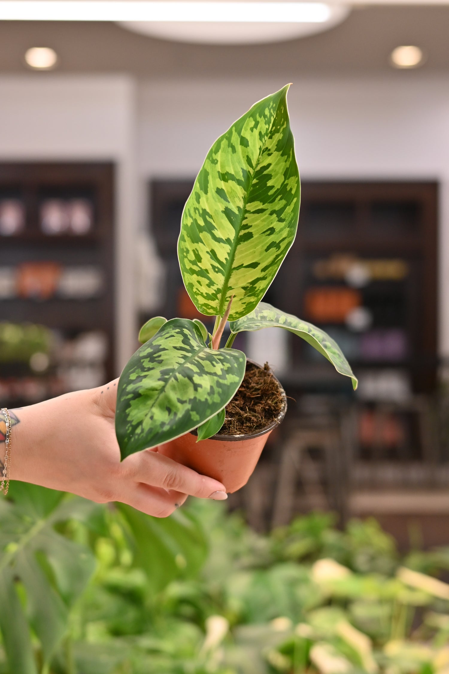 Homalomena Camouflage