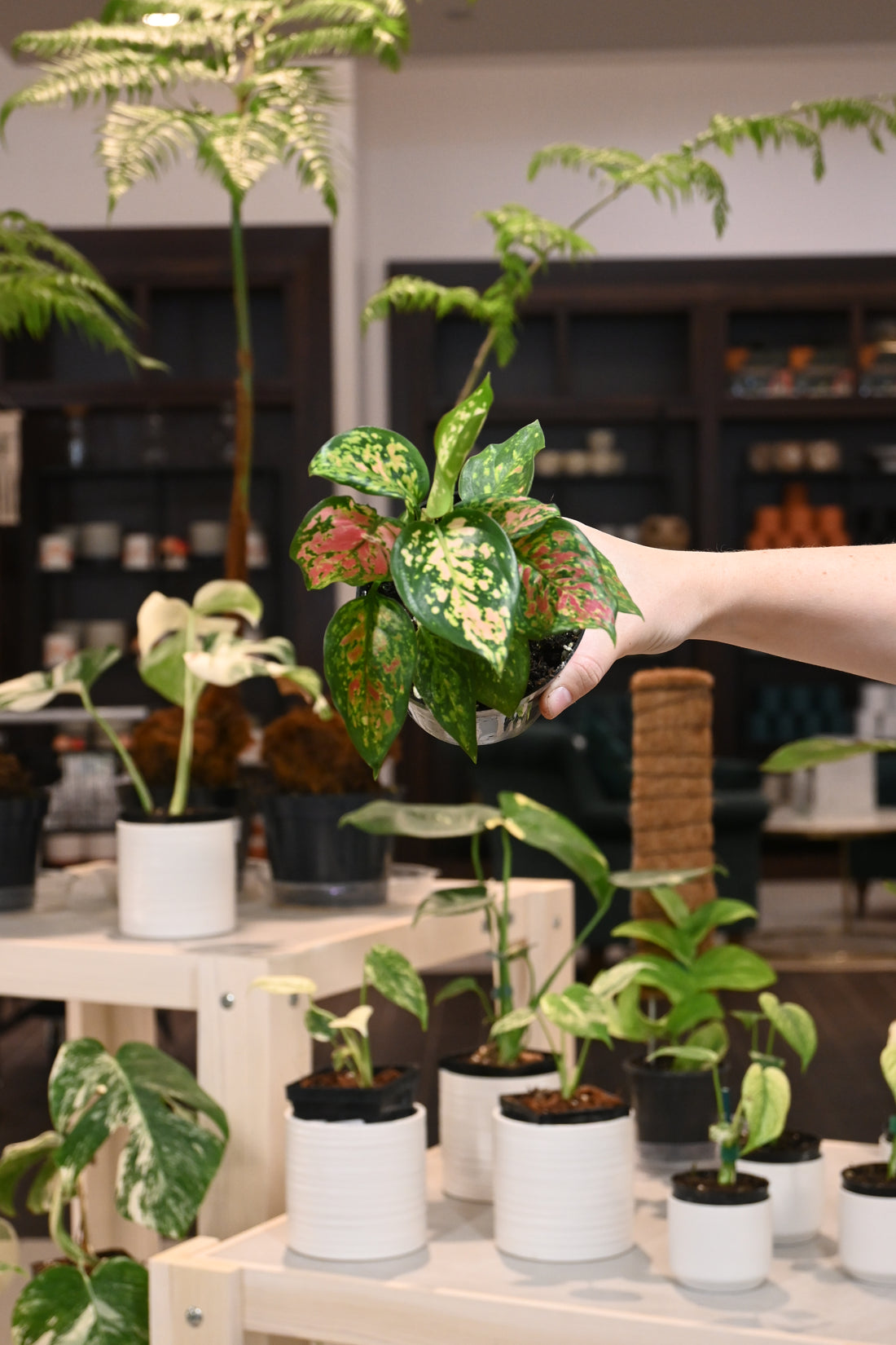 Aglaonema Ruby Ray