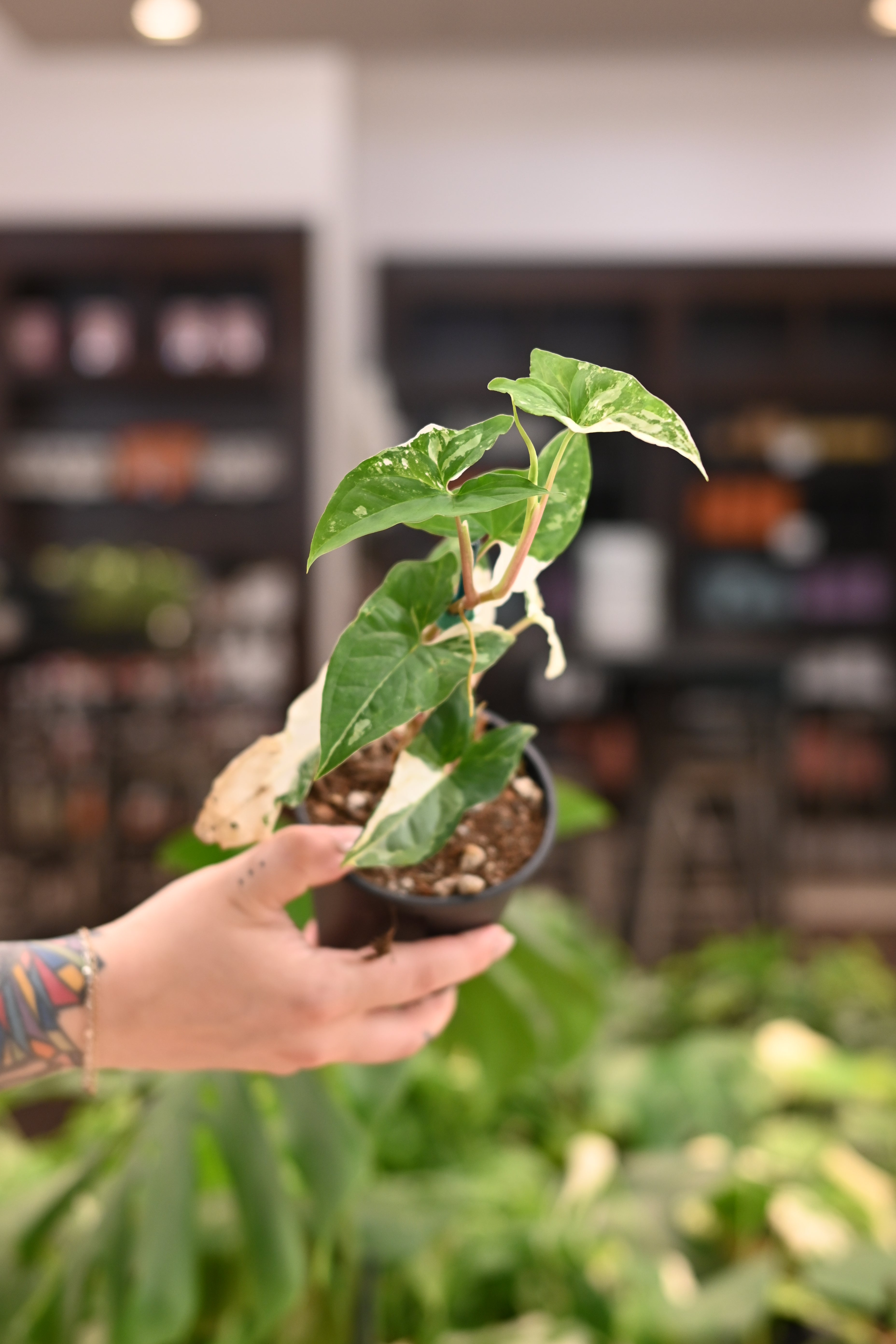 Syngonium Albo