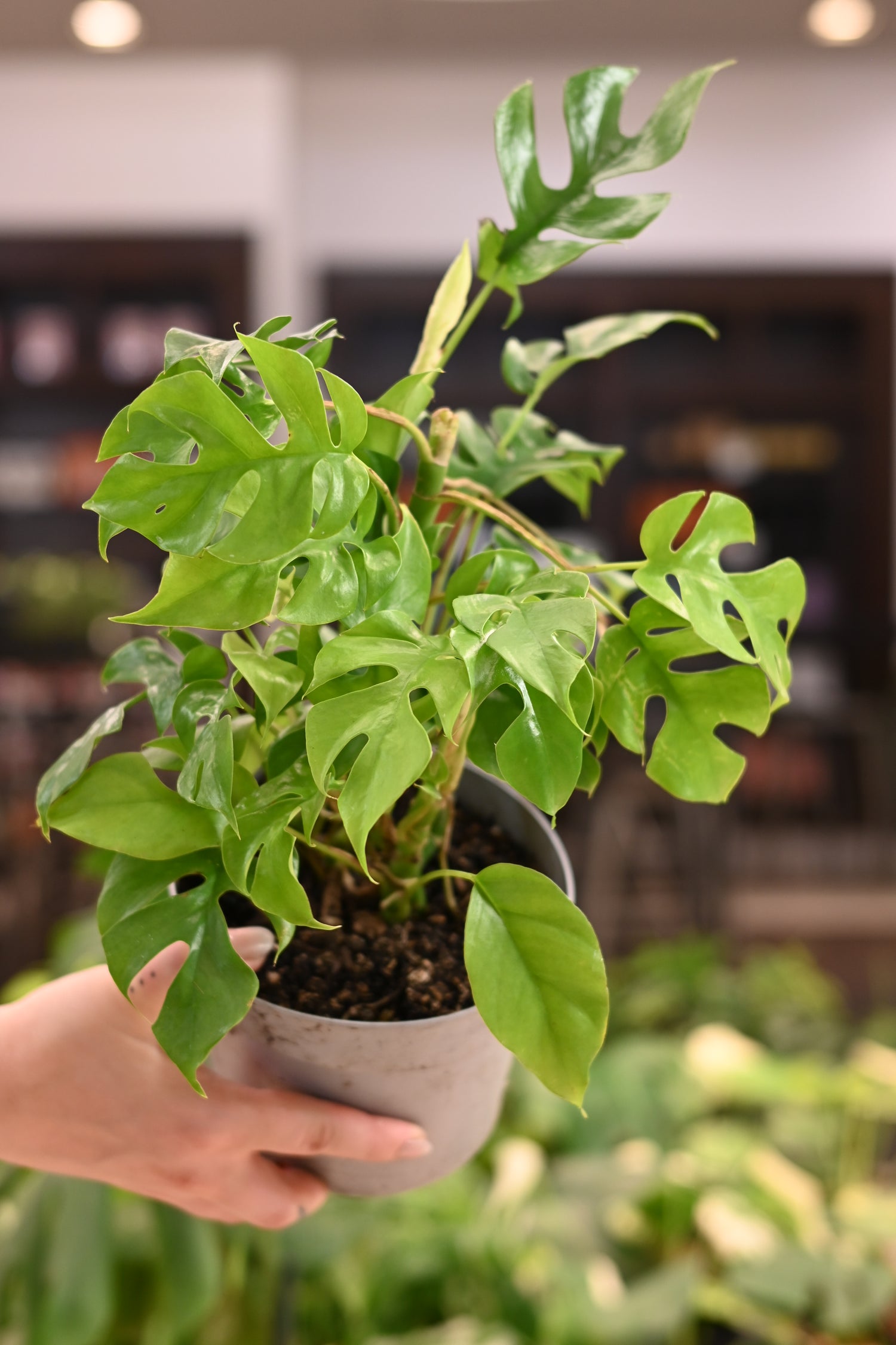 Rhaphidophora Tetrasperma
