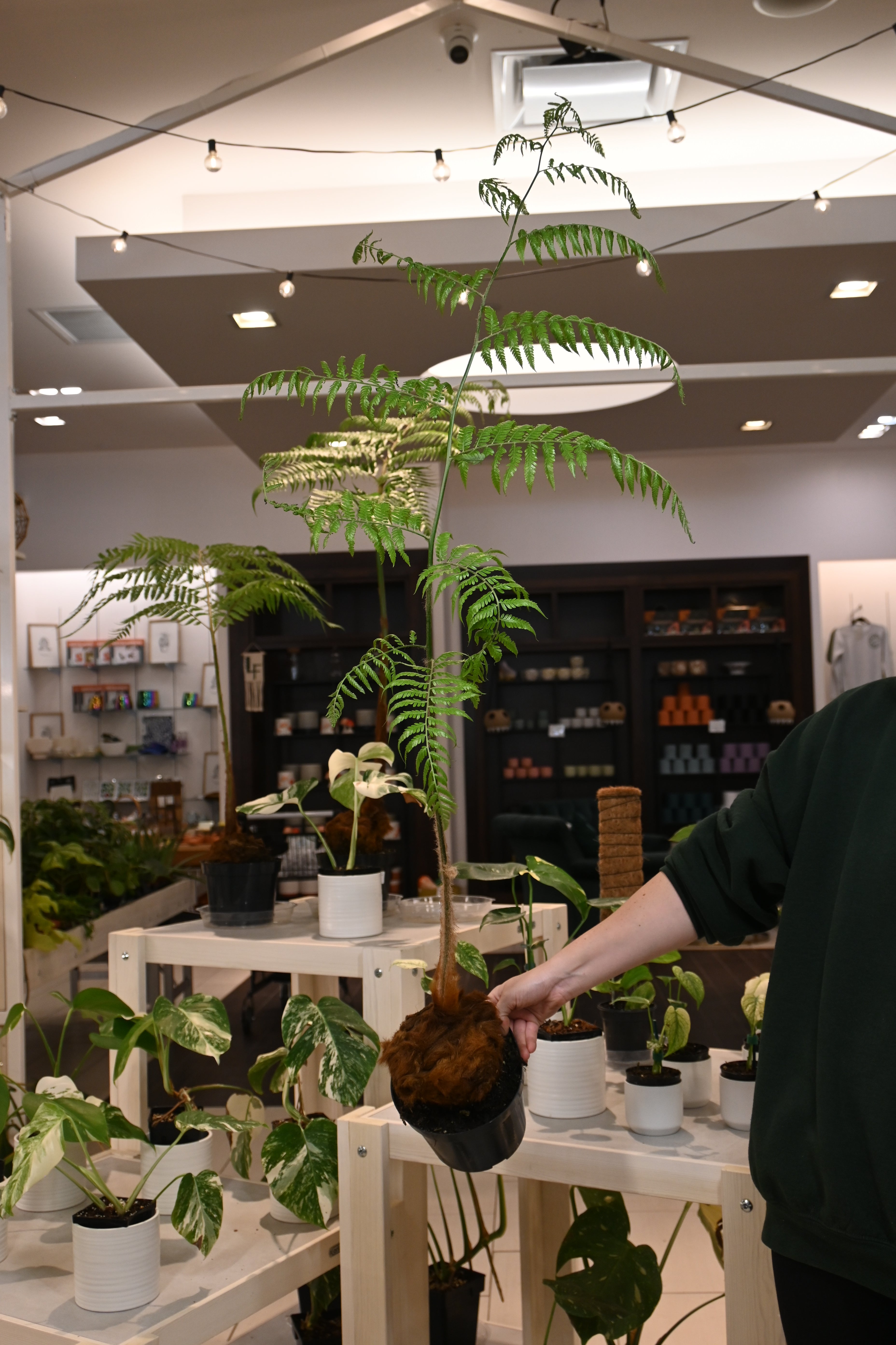 Golden Chicken Fern