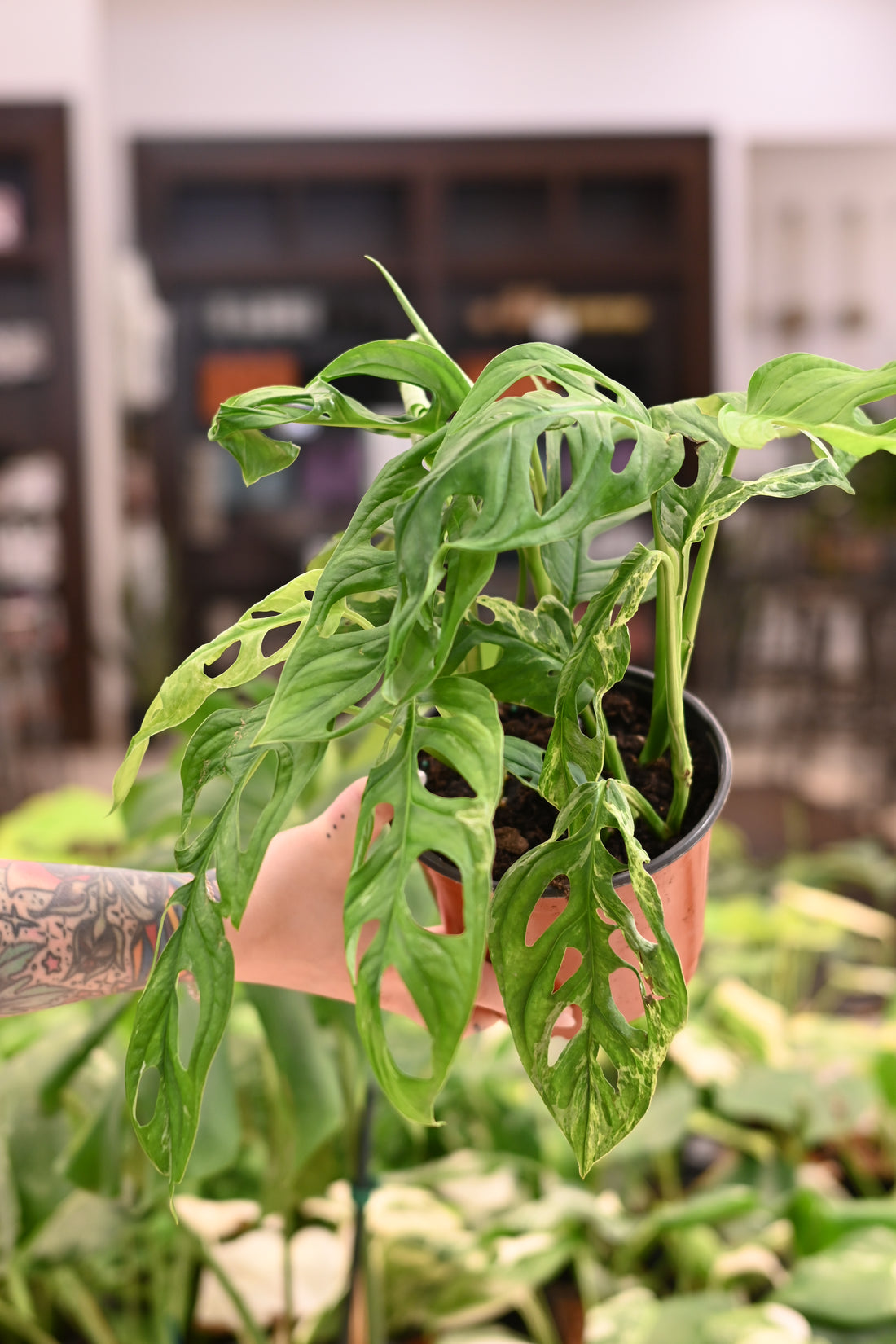 Monstera Adansonii Mint
