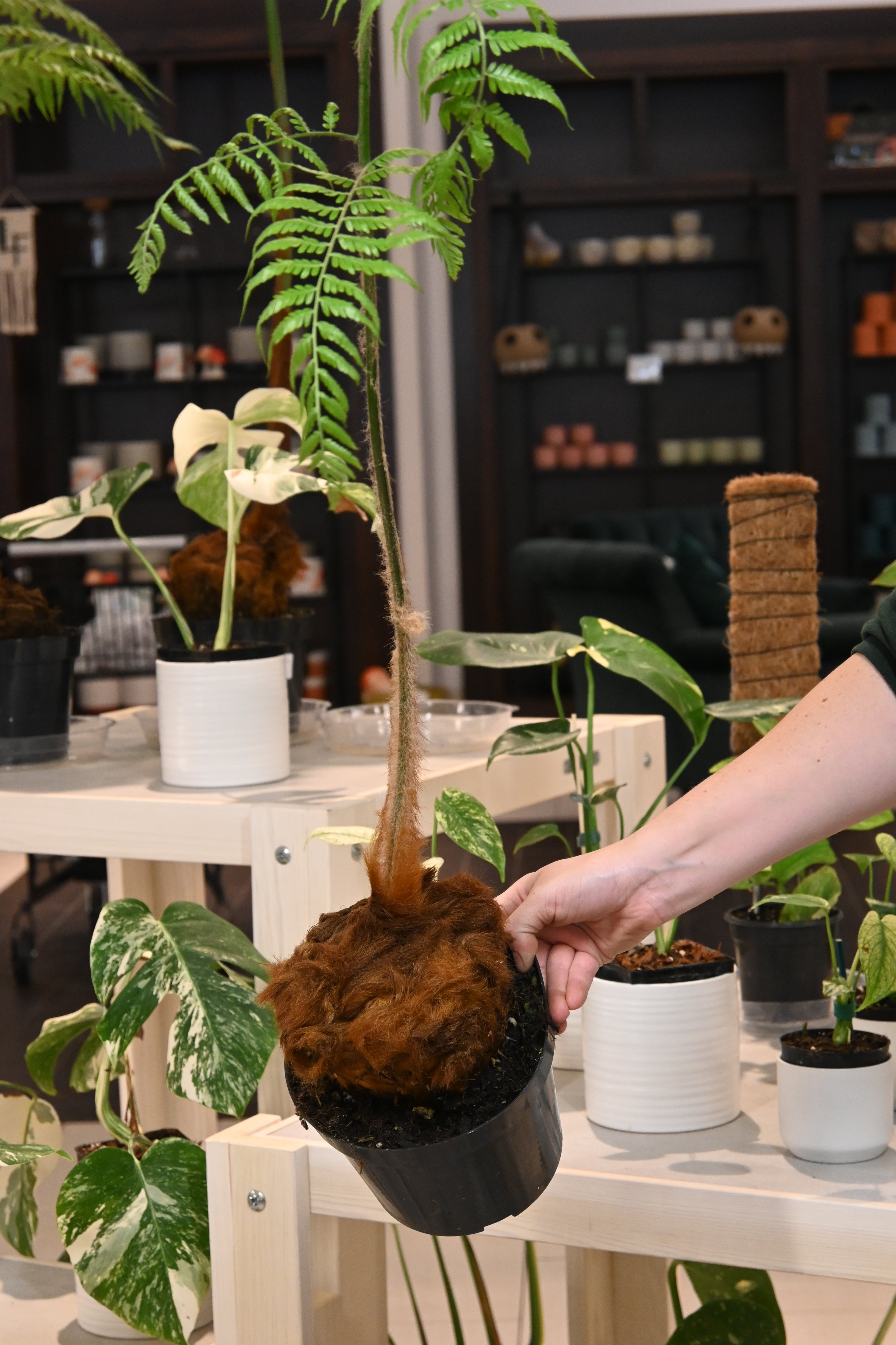 Golden Chicken Fern