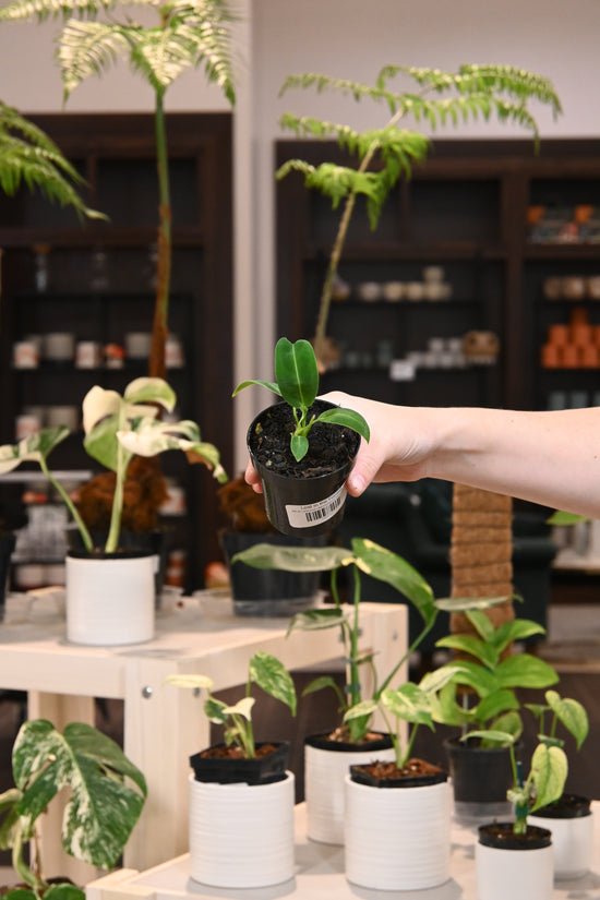 Anthurium Warocqueanum &
