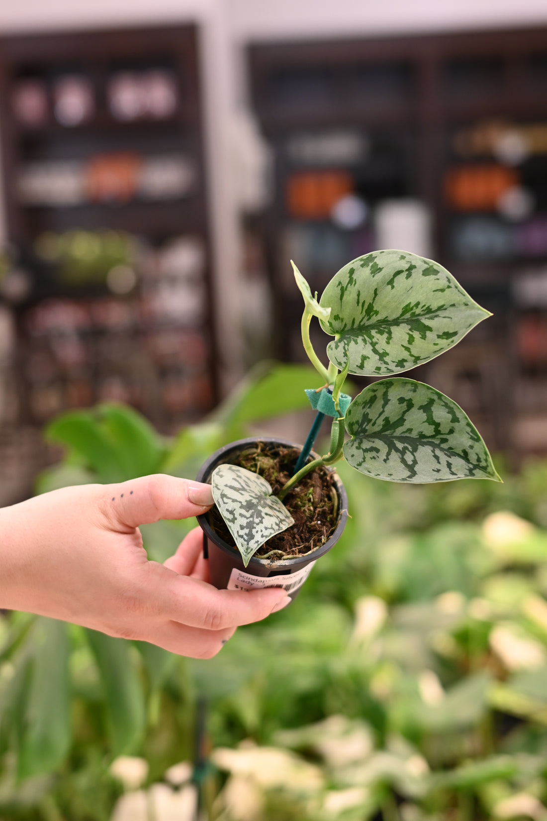 Scindapsus Silver Lady