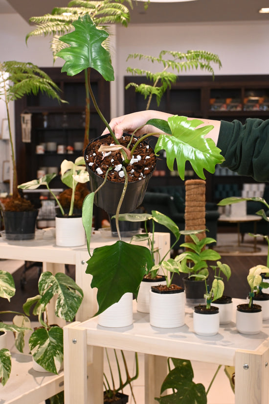 Philodendron Mayoi