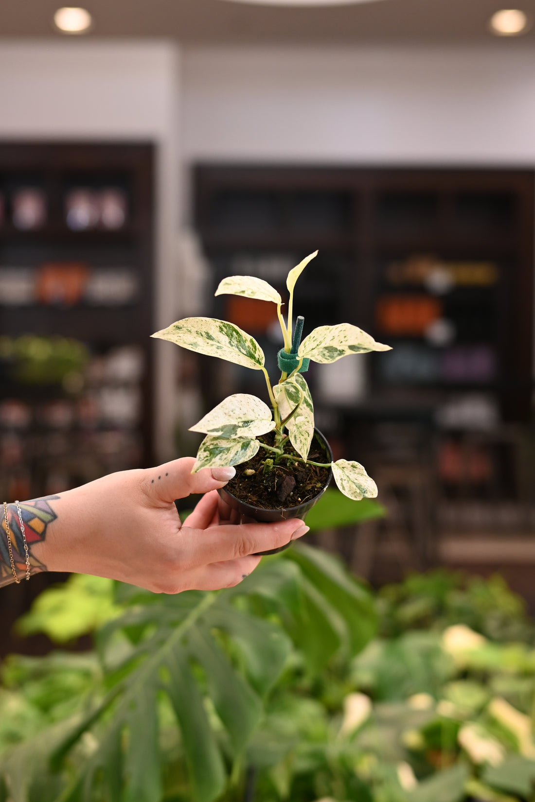 Epipremnum Bali