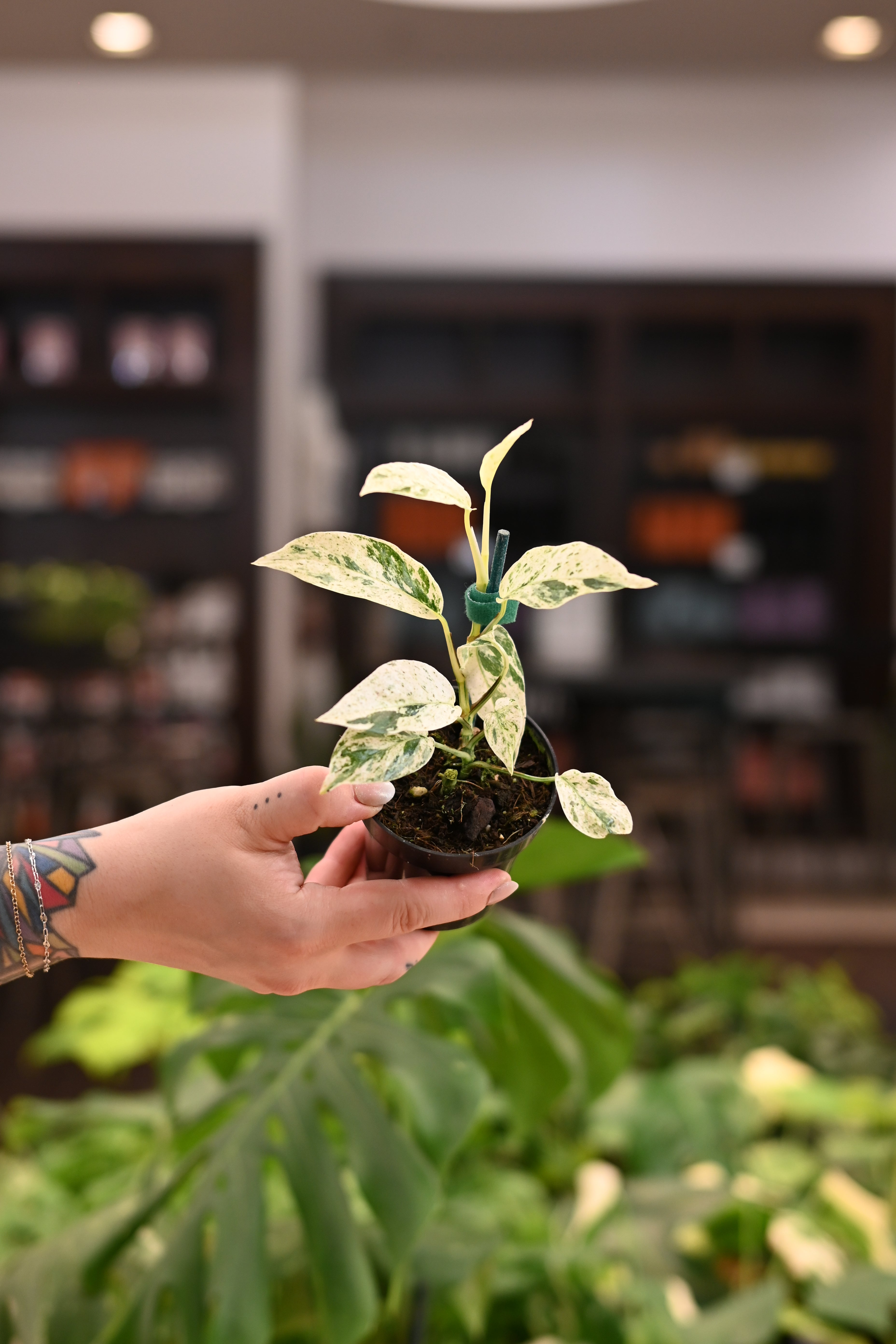 Epipremnum Bali