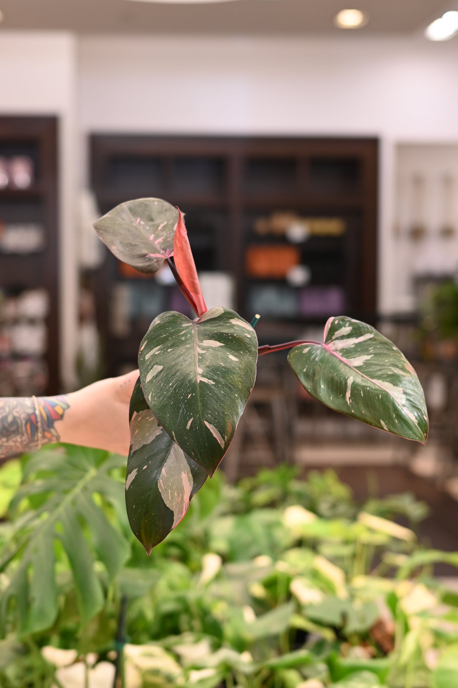 Pink Princess Philodendron Marble King