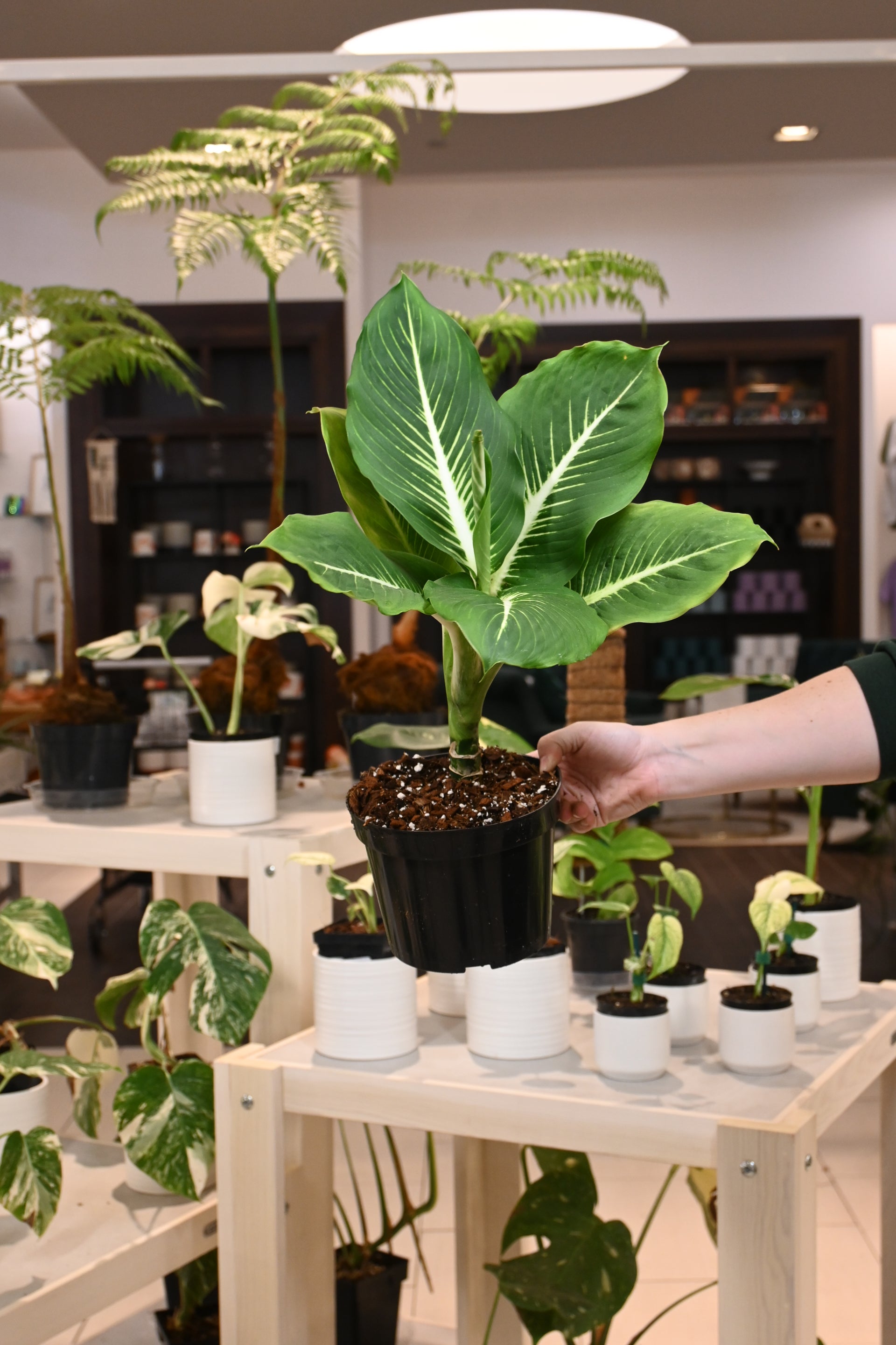 Dieffenbachia Sterling – Lost in the Forrest