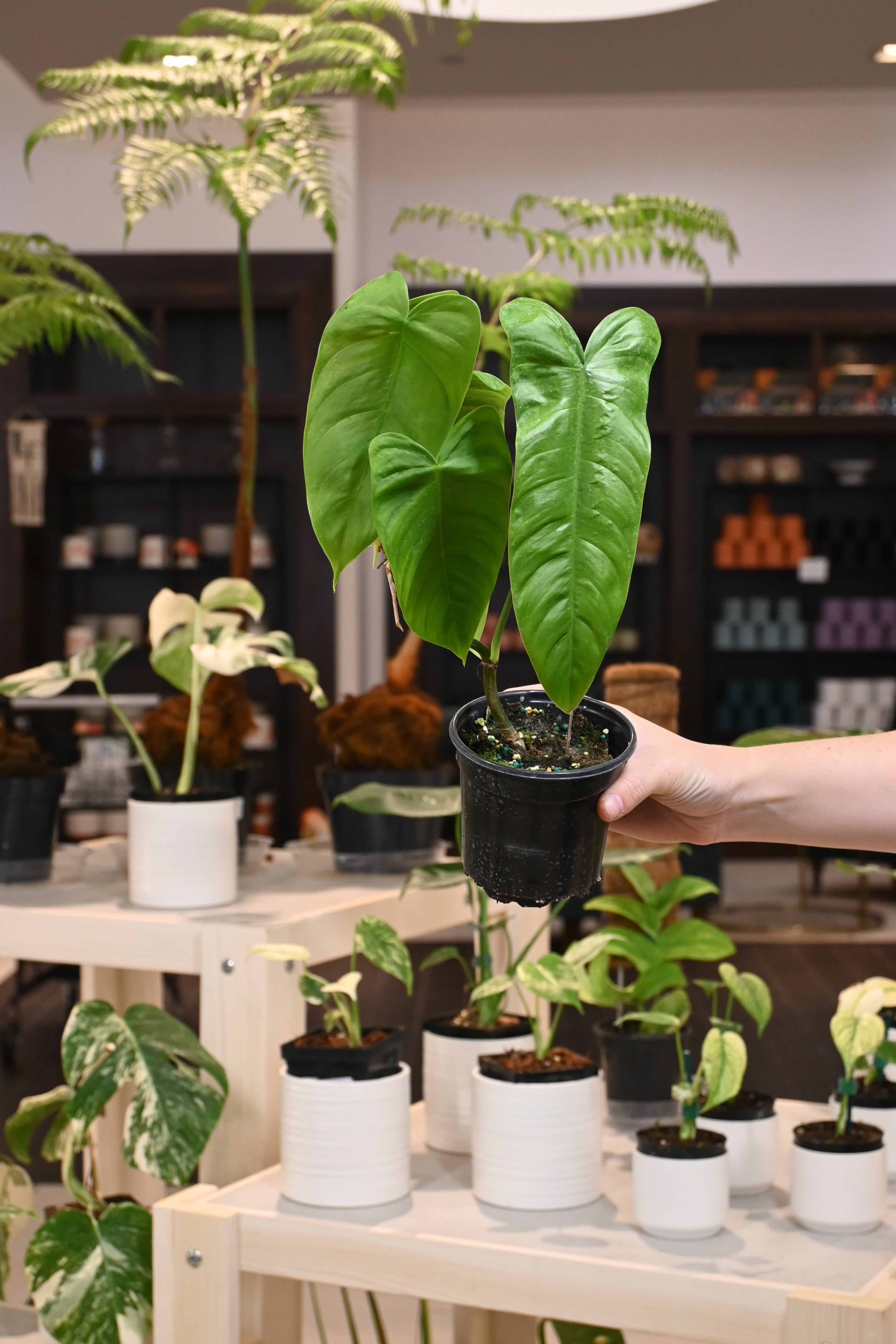 Philodendron Sharoniae