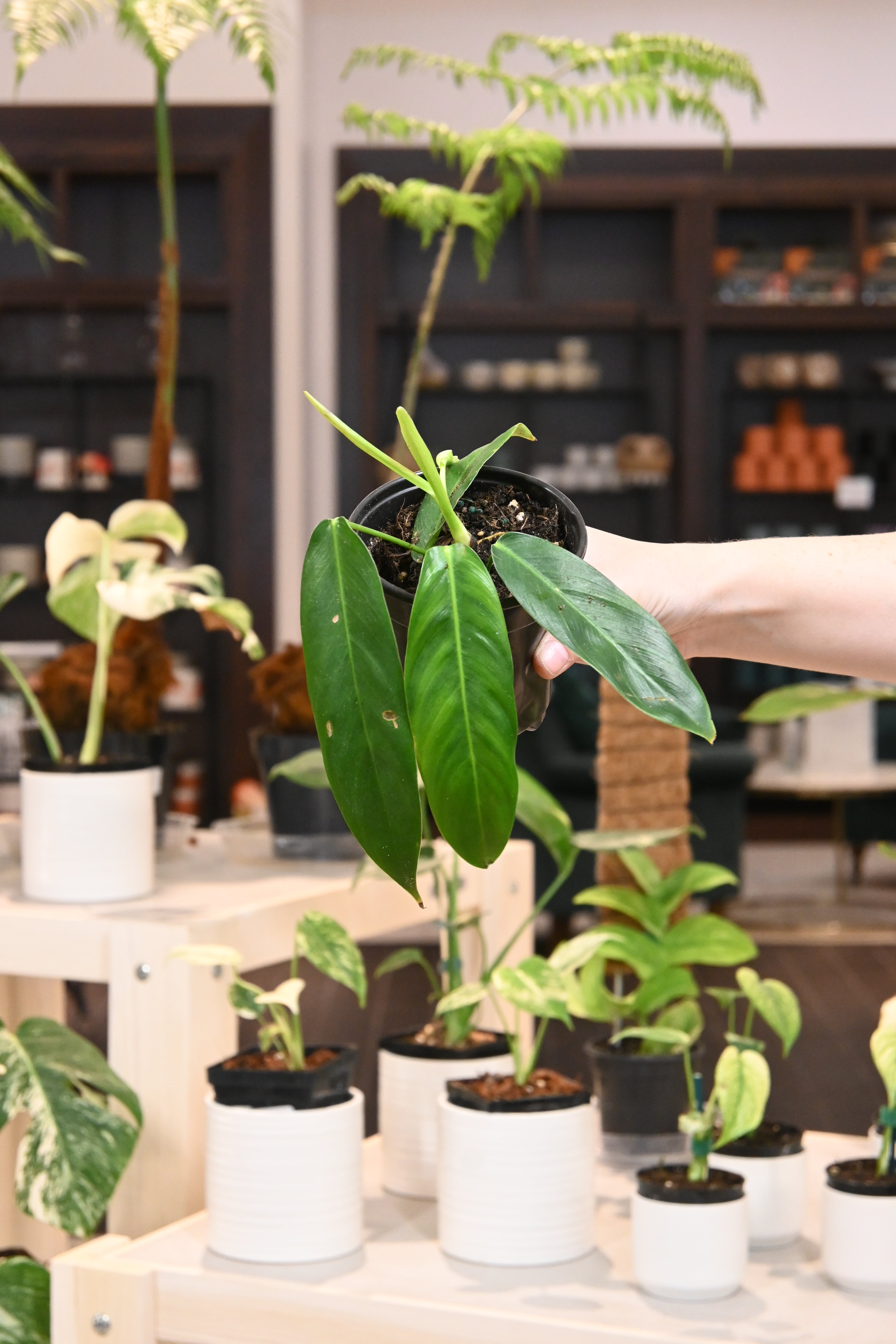 Philodendron Patriciae