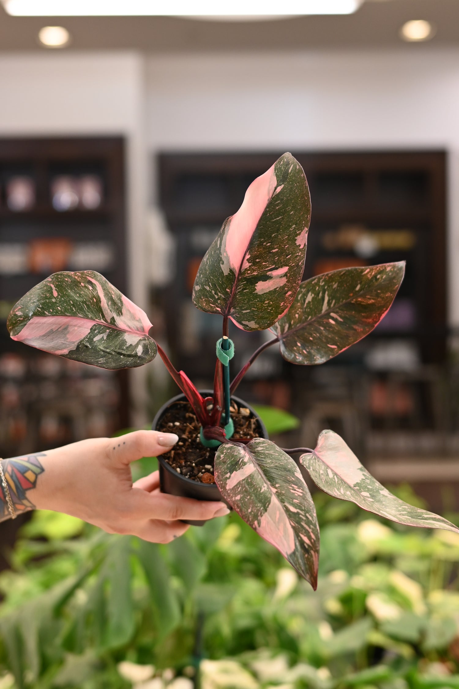 Pink Princess Philodendron Galaxy
