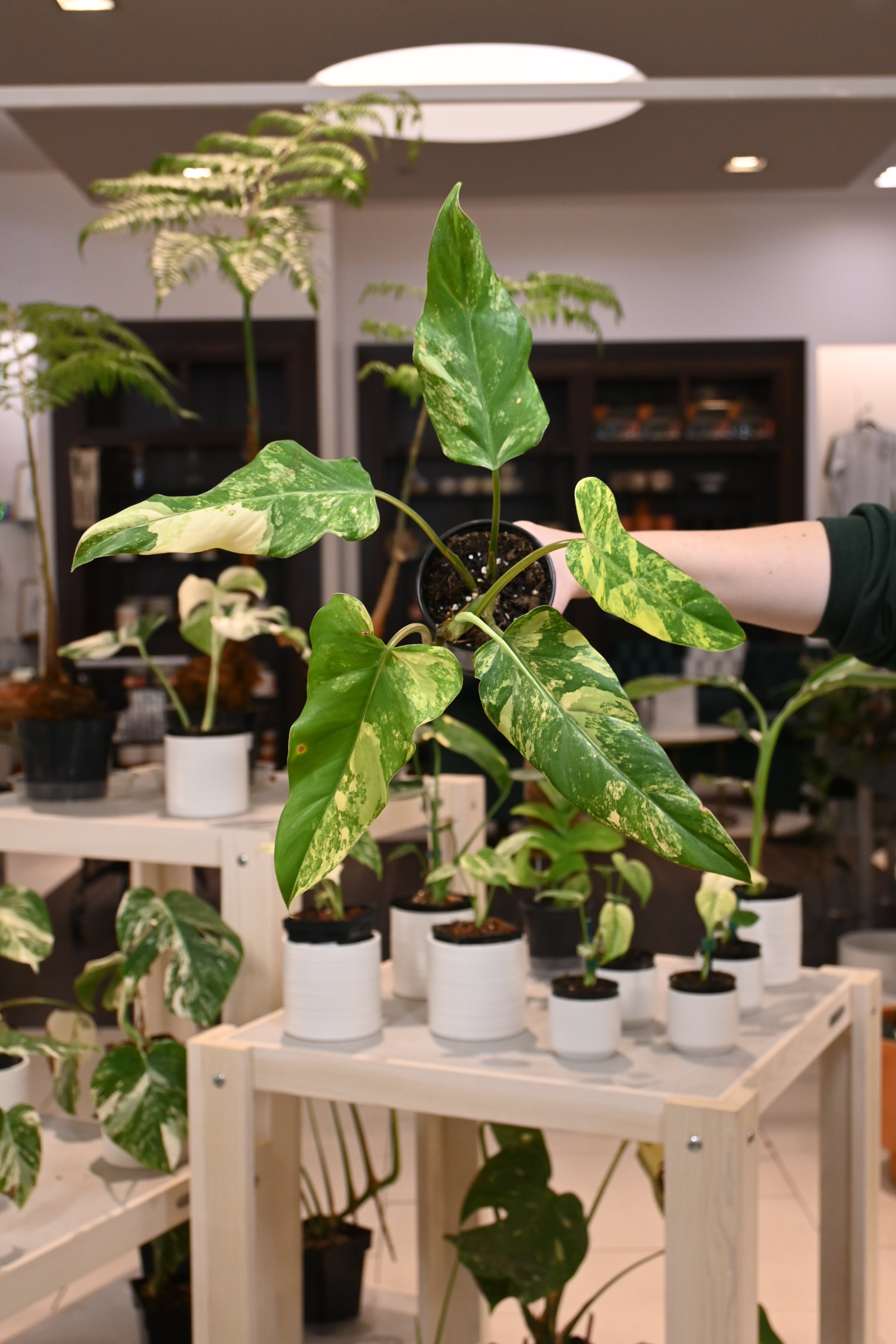 Philodendron Variegated Domesticum